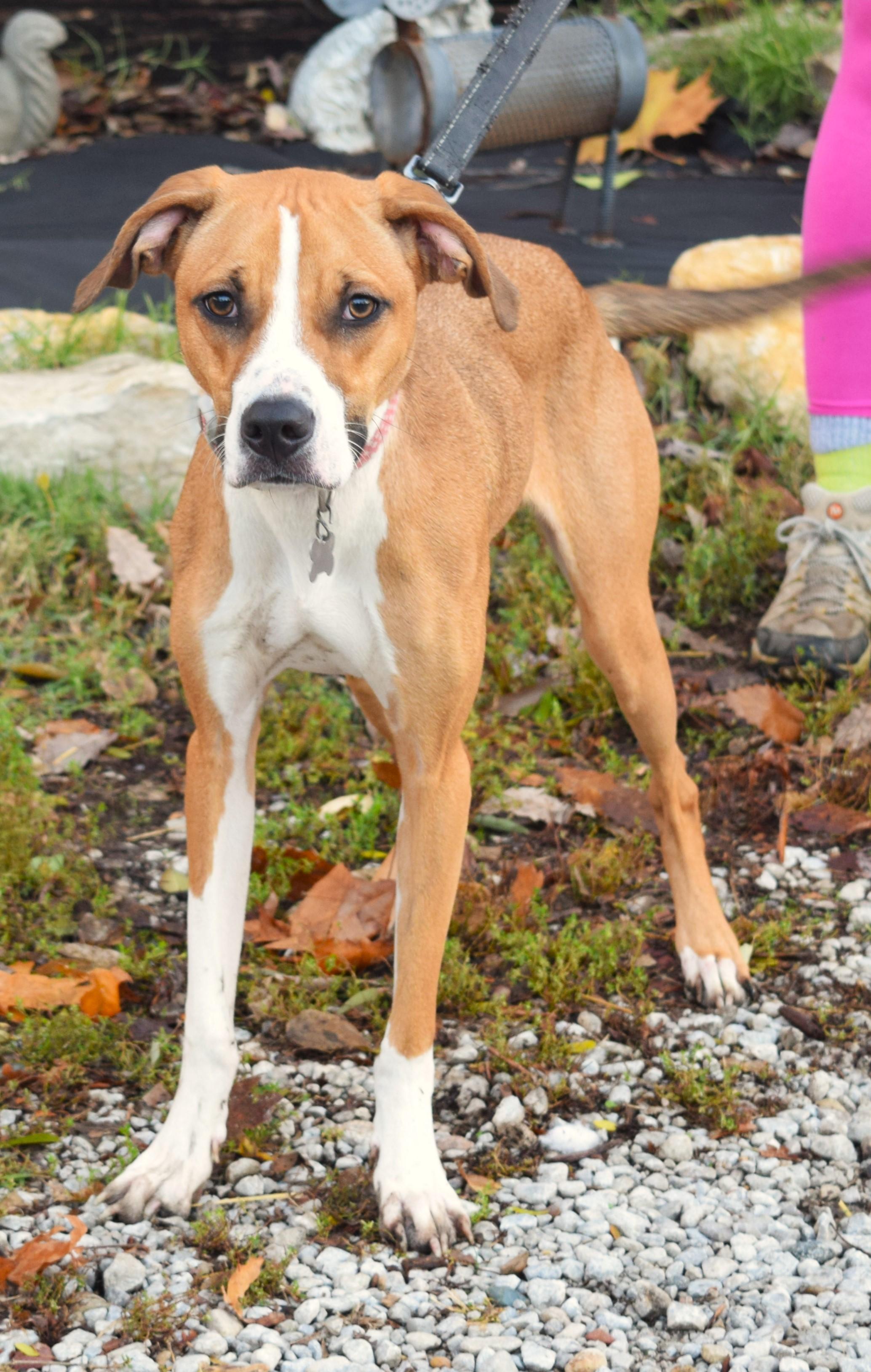 Tabitha, a Adoptable mixed breed in Parkville, MO image 1/6