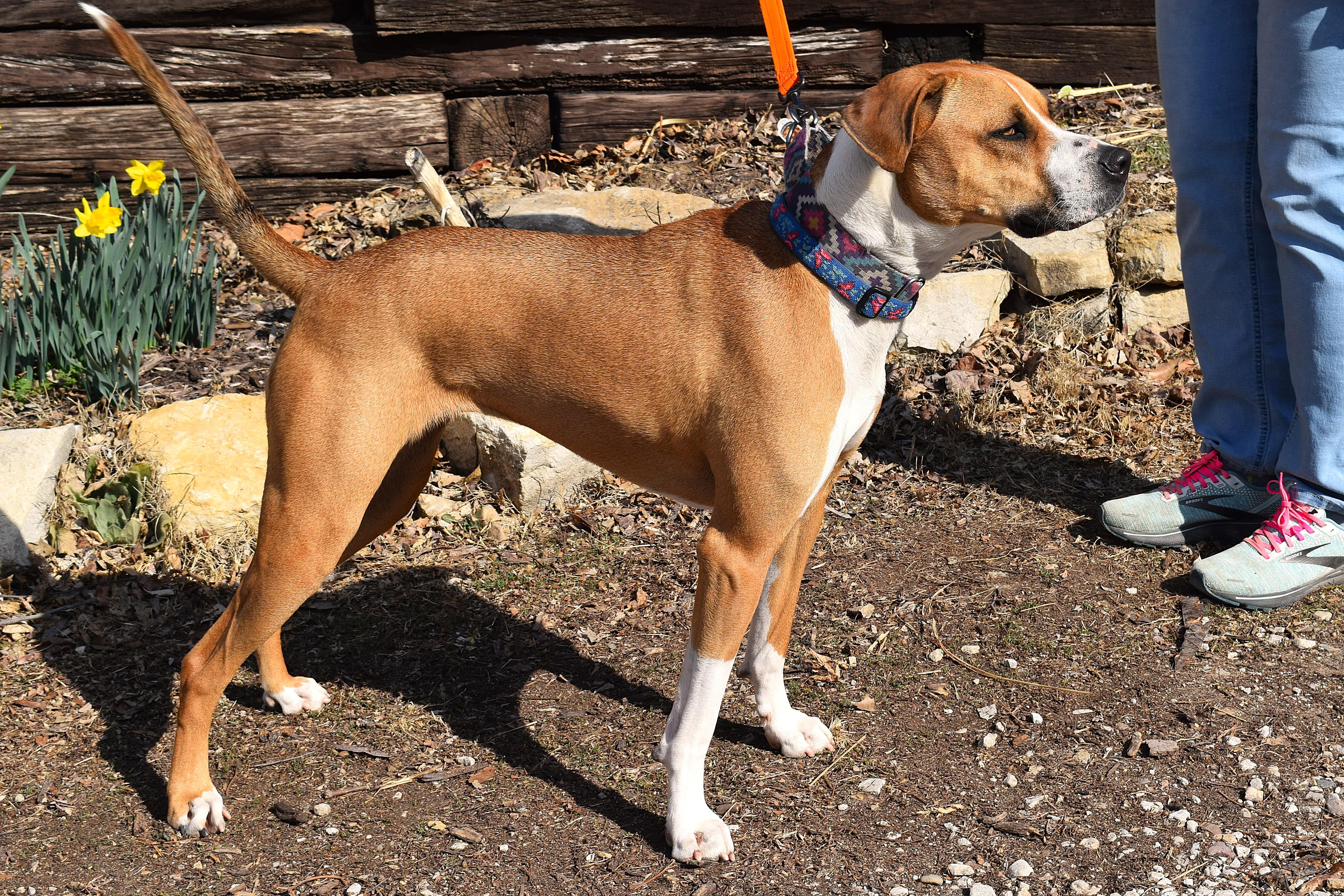 Enlarge Tabitha, a Adoptable mixed breed in Parkville, MO image 3/6