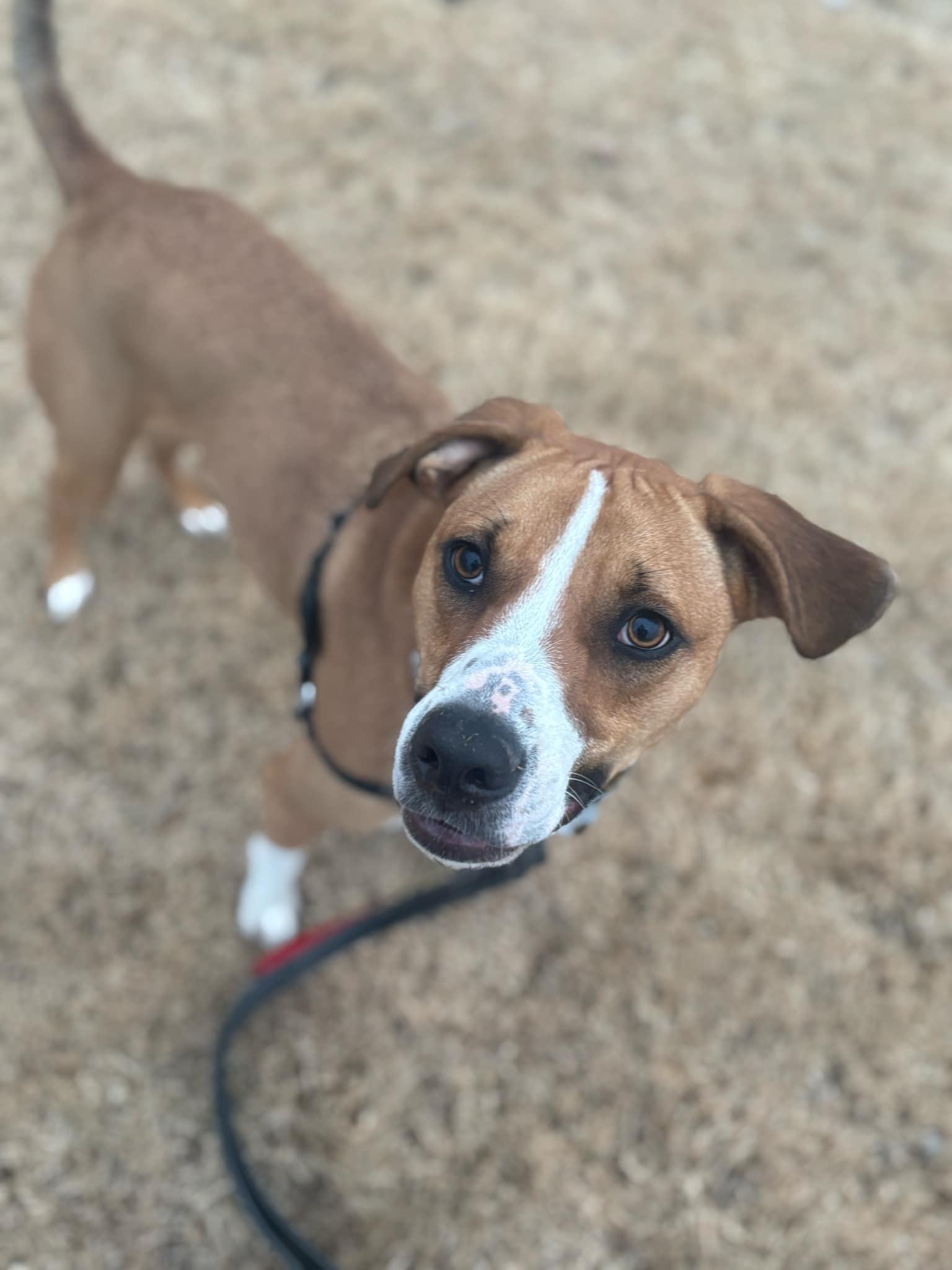 Enlarge Tabitha, a Adoptable mixed breed in Parkville, MO image 1/6