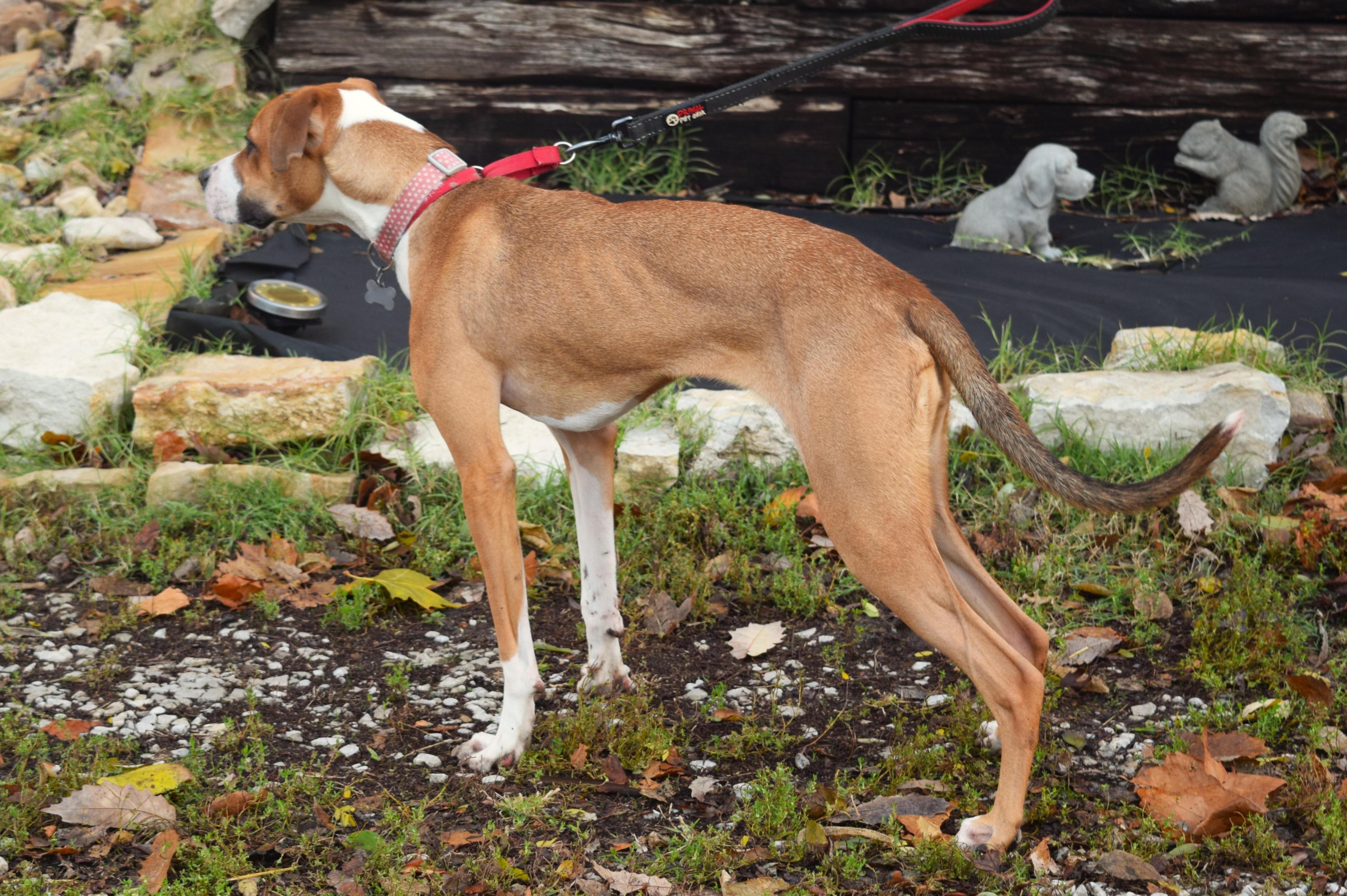 Tabitha, a Adoptable mixed breed in Parkville, MO image 2/6