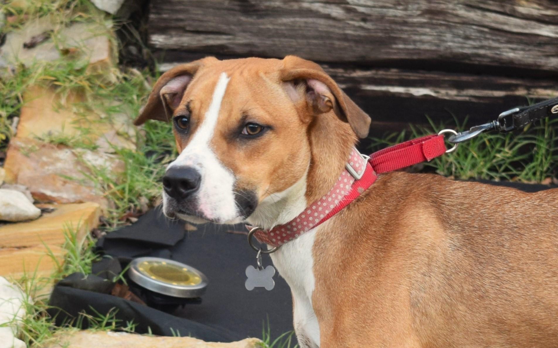 Tabitha, a Adoptable mixed breed in Parkville, MO image 3/6