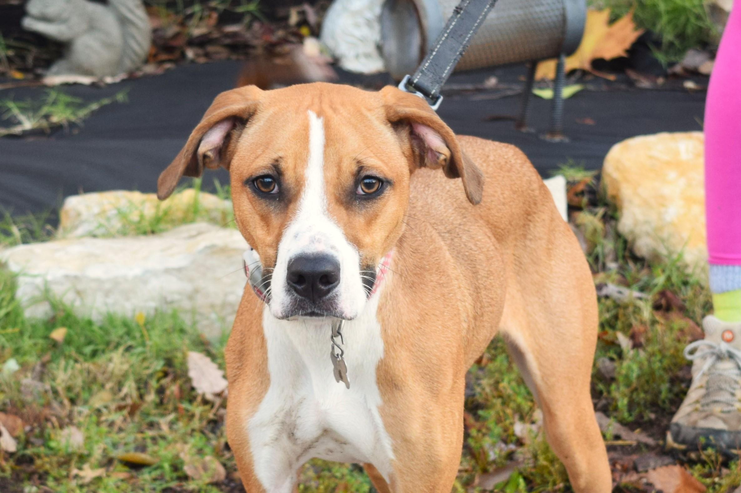 Tabitha, a Adoptable mixed breed in Parkville, MO image 4/6