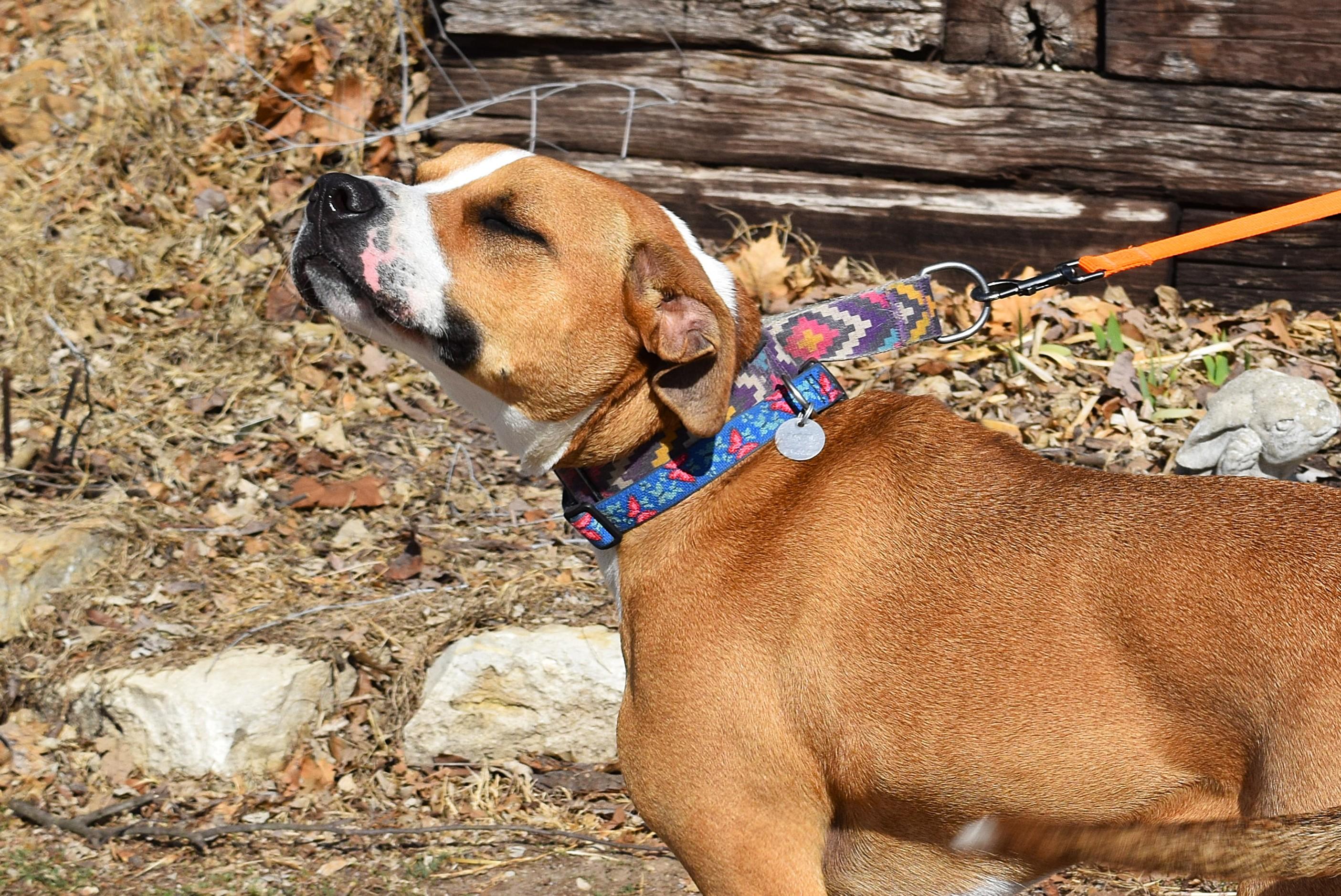 Enlarge Tabitha, a Adoptable mixed breed in Parkville, MO image 4/6