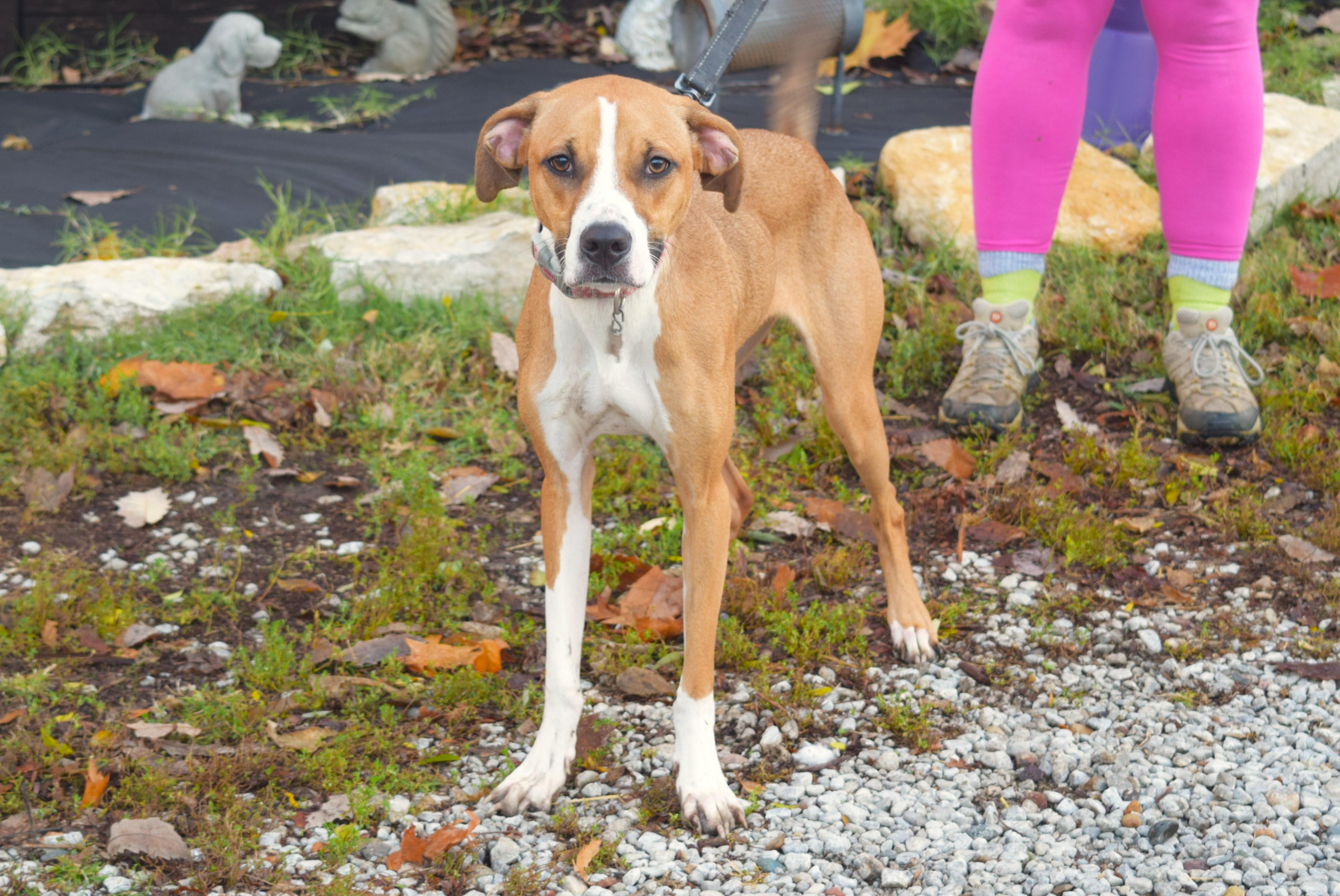 Tabitha, a Adoptable mixed breed in Parkville, MO image 5/6