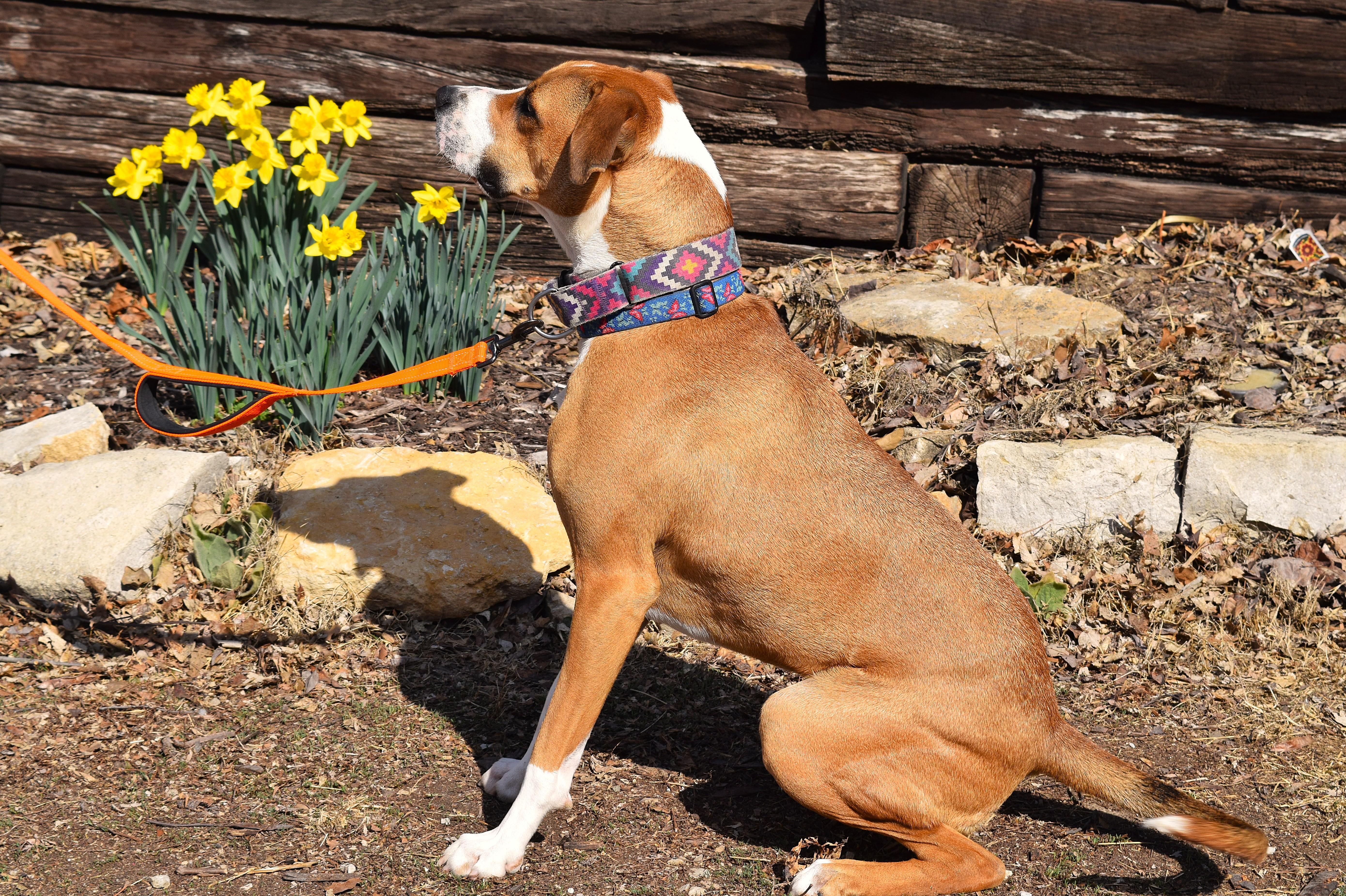 Enlarge Tabitha, a Adoptable mixed breed in Parkville, MO image 6/6