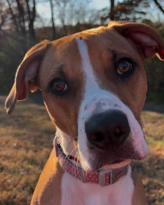 Enlarge Tabitha, a Adoptable mixed breed in Parkville, MO image 1/6