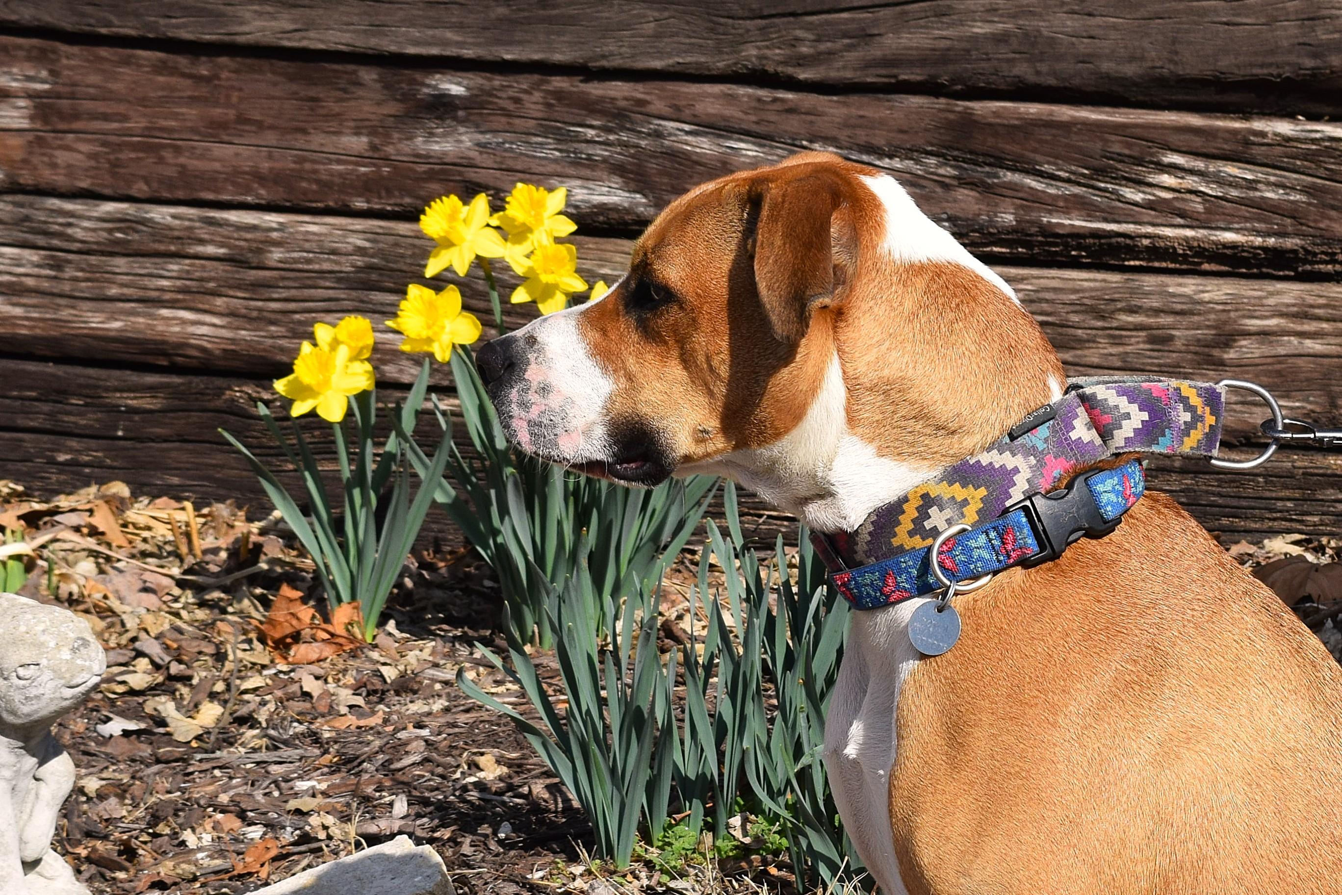 Enlarge Tabitha, a Adoptable mixed breed in Parkville, MO image 2/6
