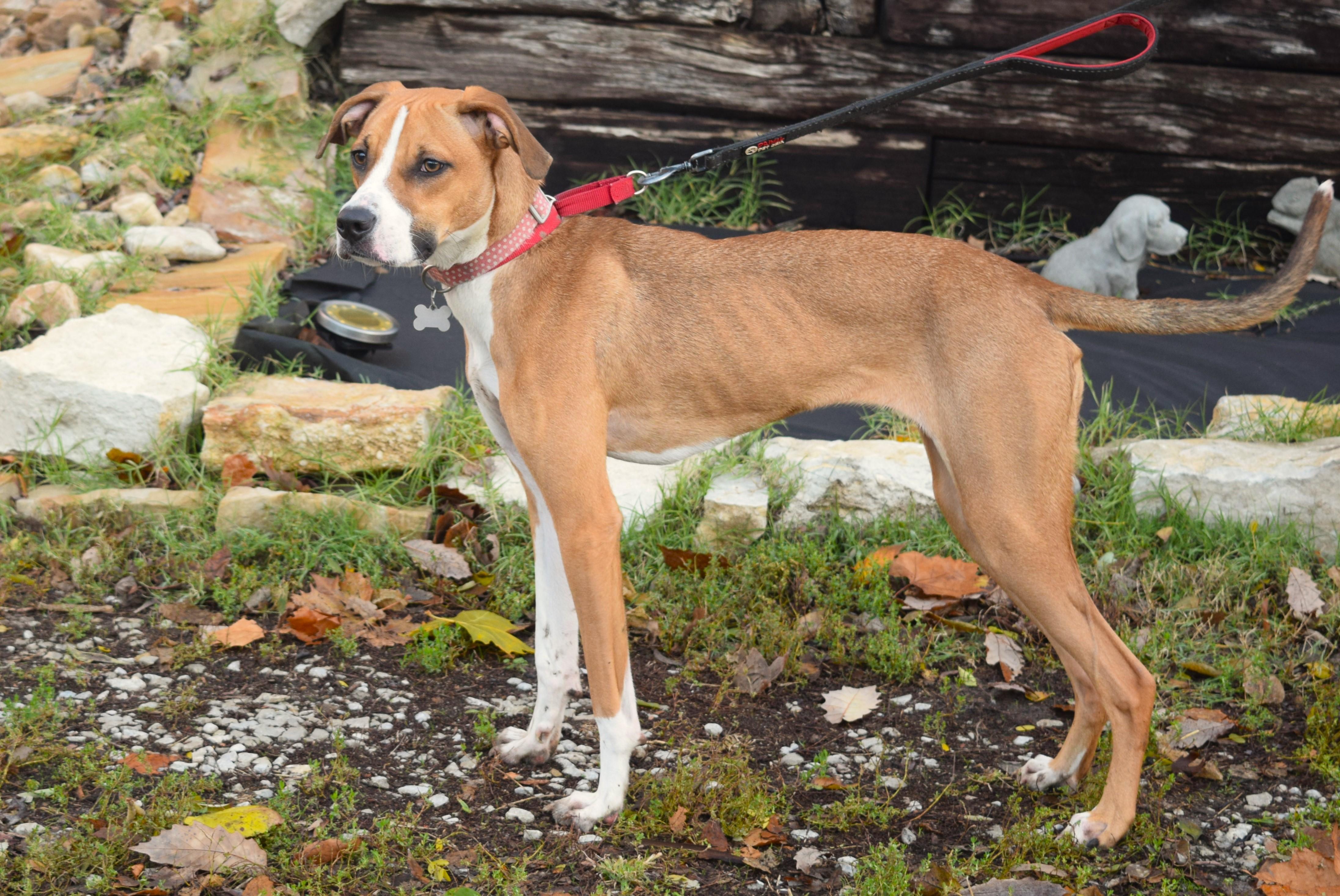 Tabitha, a Adoptable mixed breed in Parkville, MO image 6/6