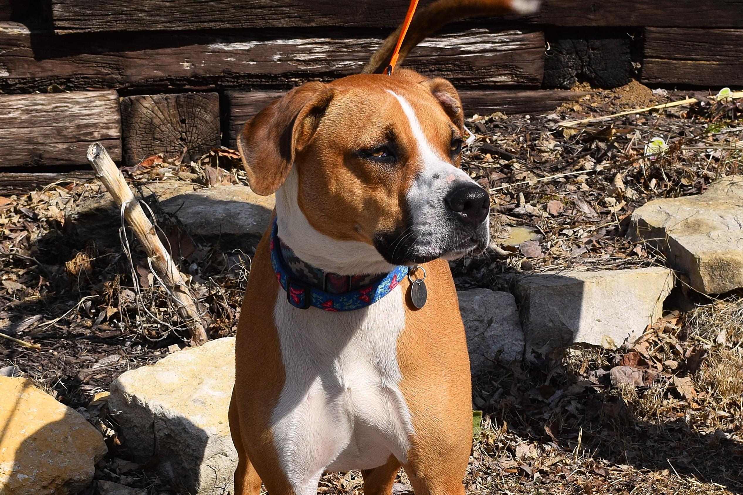 Enlarge Tabitha, a Adoptable mixed breed in Parkville, MO image 5/6