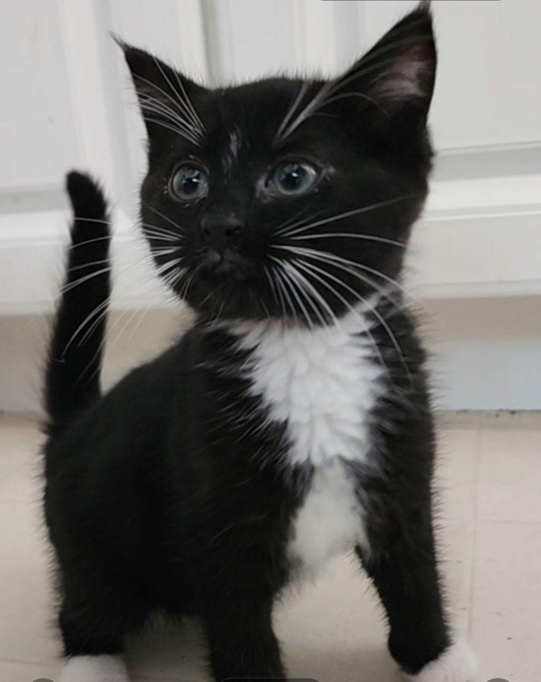 Babe, Adopted, Kitten Male Domestic Short Hair.