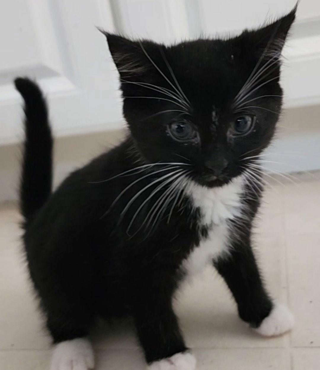 Babe, a Adopted Domestic Short Hair in Berkeley Springs, WV image 2/2