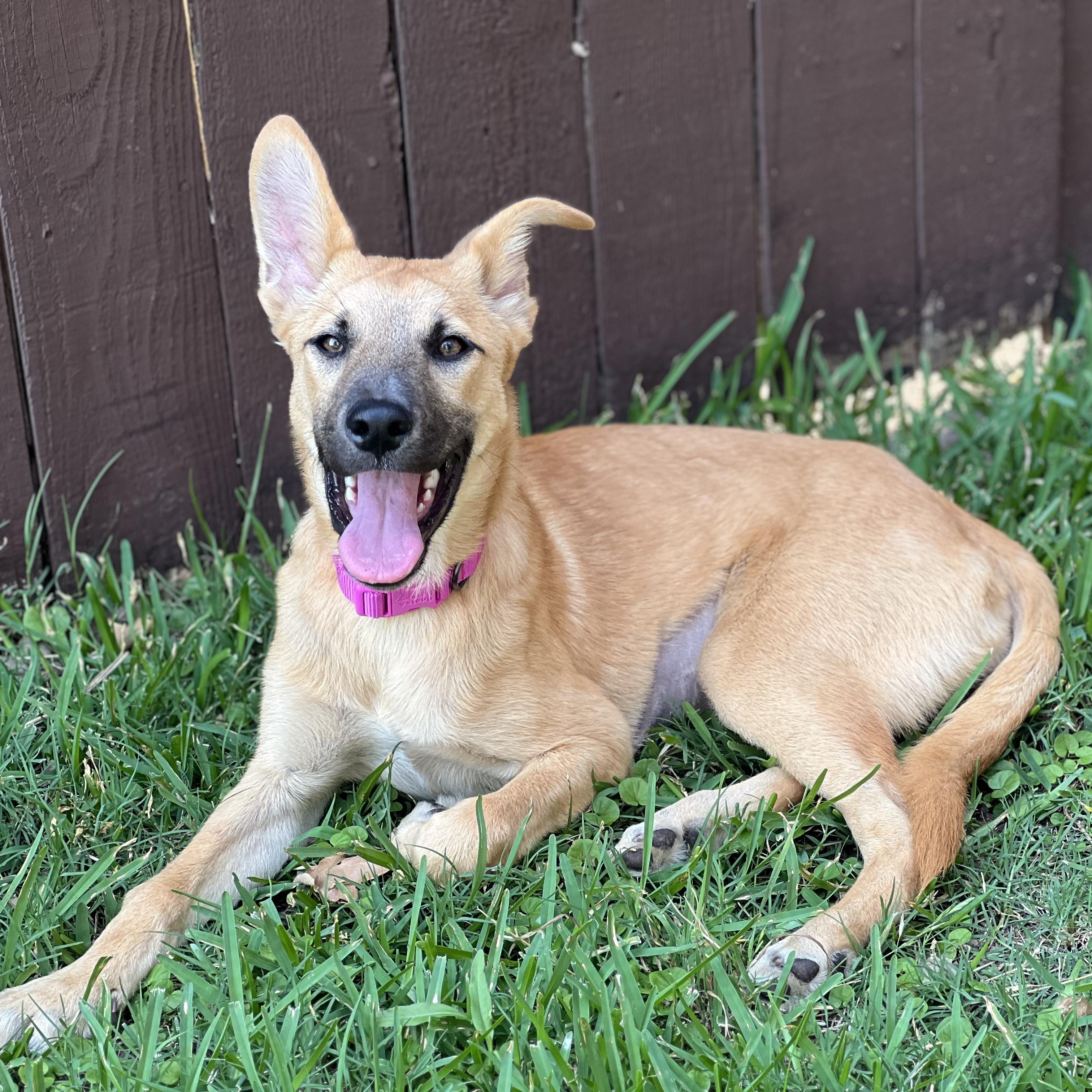 April, Baby Female Shepherd