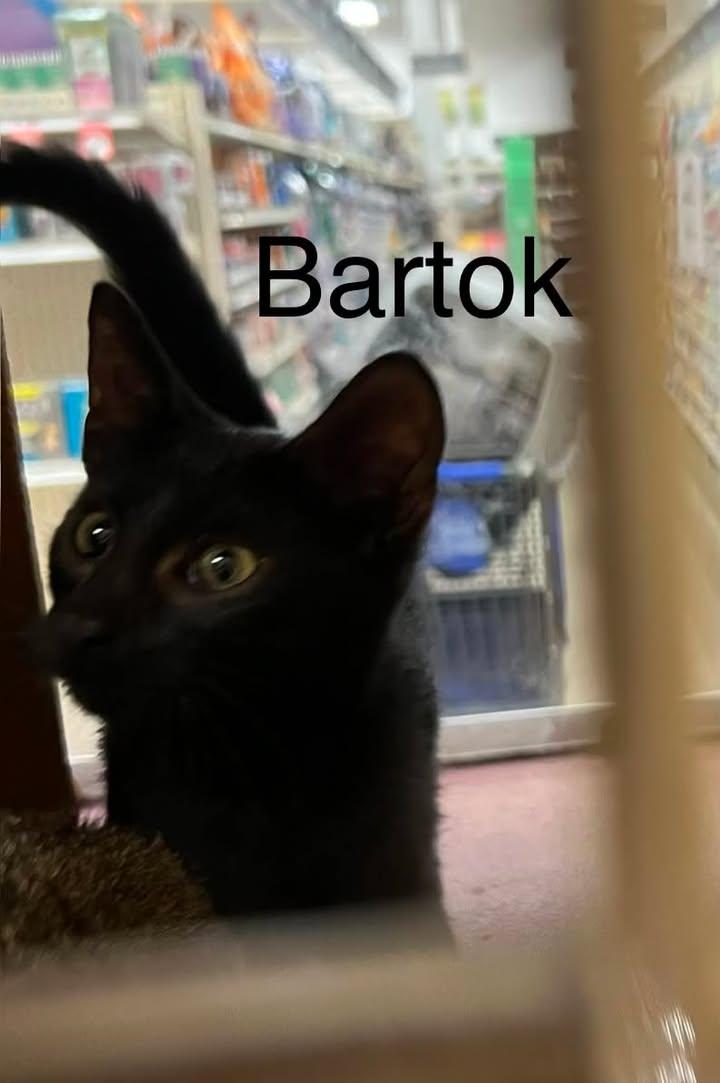 Enlarge Bartok, an adopted Domestic Short Hair in Port Lavaca, TX image 1/1