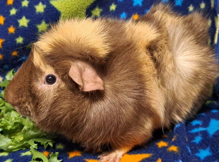 Enlarge Cappuccino, a ADOPTABLE Abyssinian in Gary, IN image 3/4
