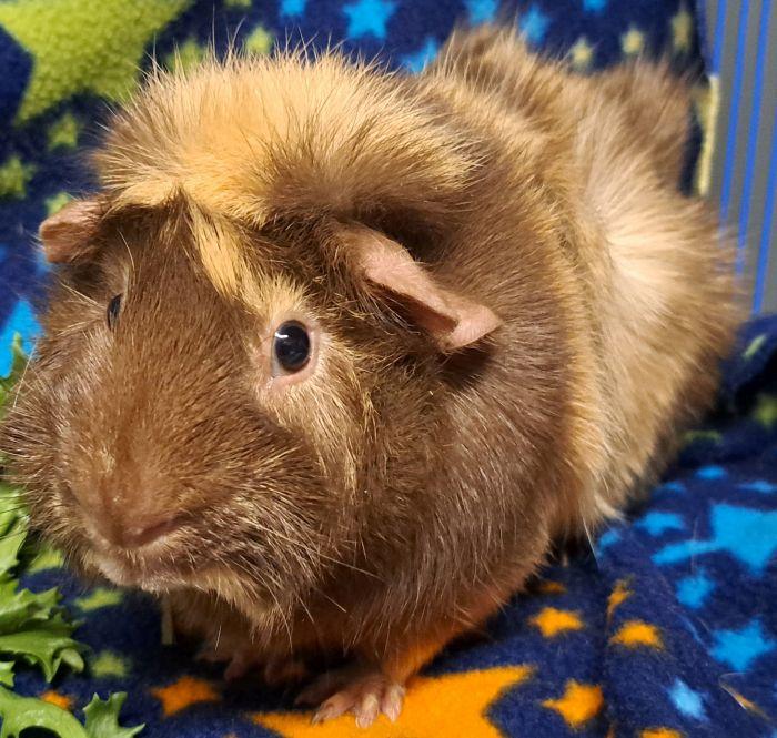 Enlarge Cappuccino, a ADOPTABLE Abyssinian in Gary, IN image 2/4