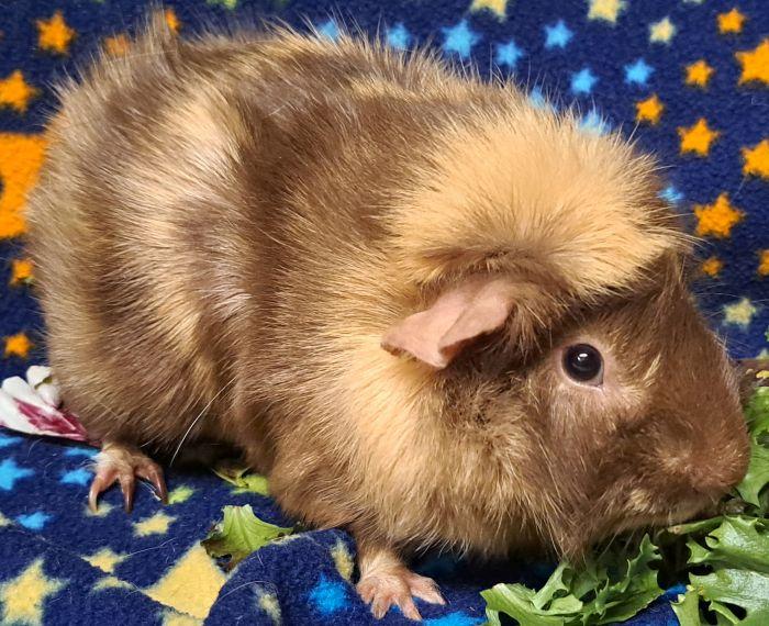 Enlarge Cappuccino, a ADOPTABLE Abyssinian in Gary, IN image 4/4