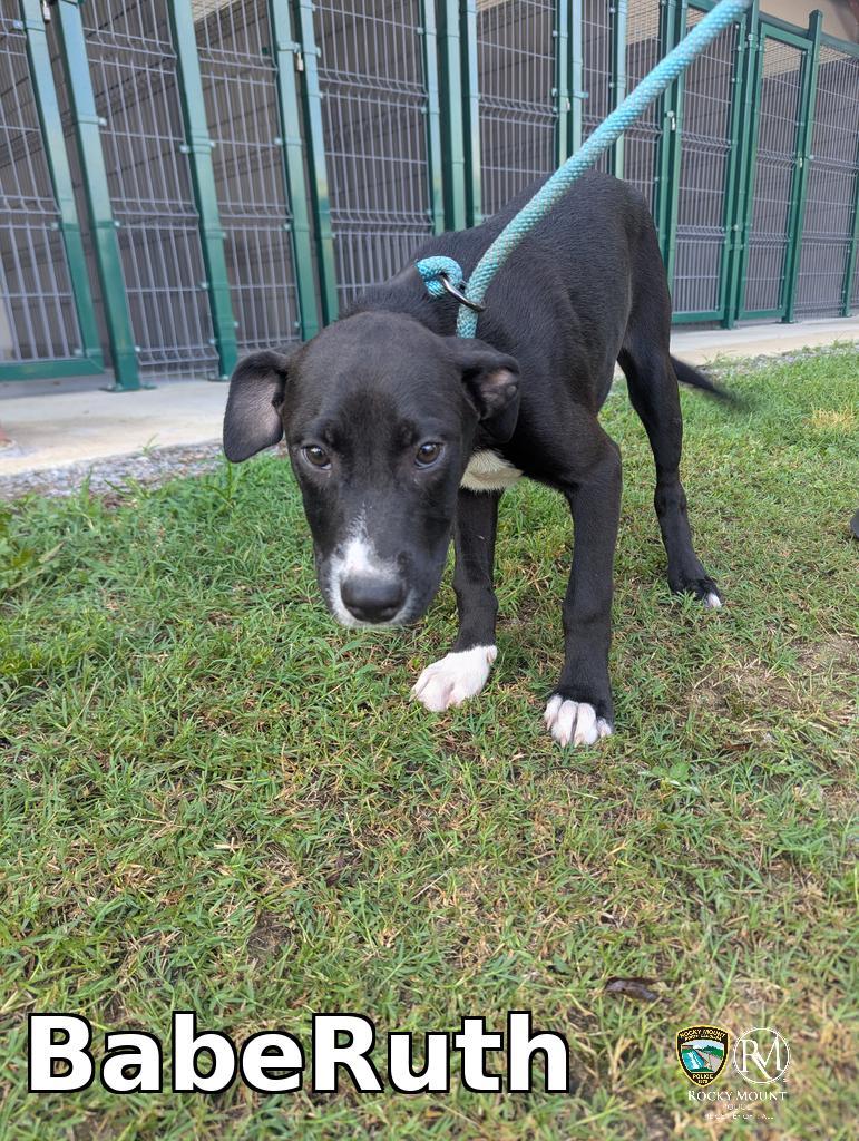 BabeRuth, Adoptable, Puppy Male Pit Bull Terrier.