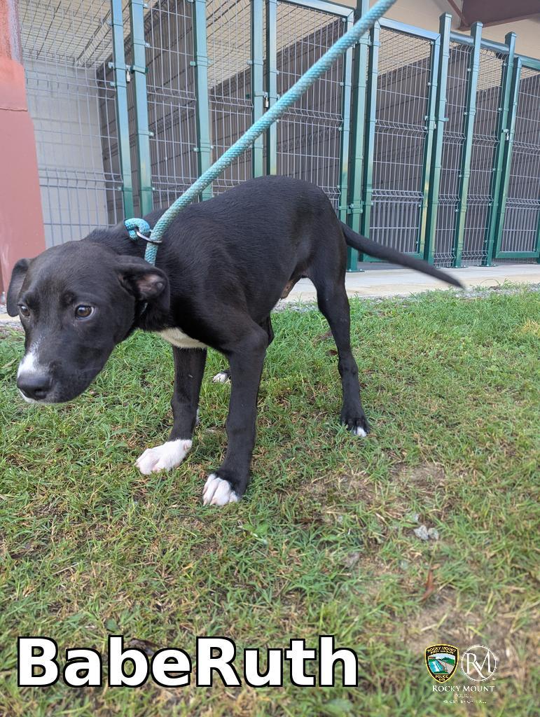 BabeRuth, a Adoptable Pit Bull Terrier in Rocky Mount, NC image 2/3