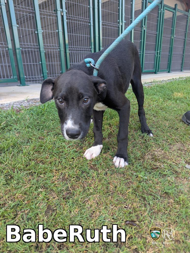 BabeRuth, a Adoptable Pit Bull Terrier in Rocky Mount, NC image 3/3
