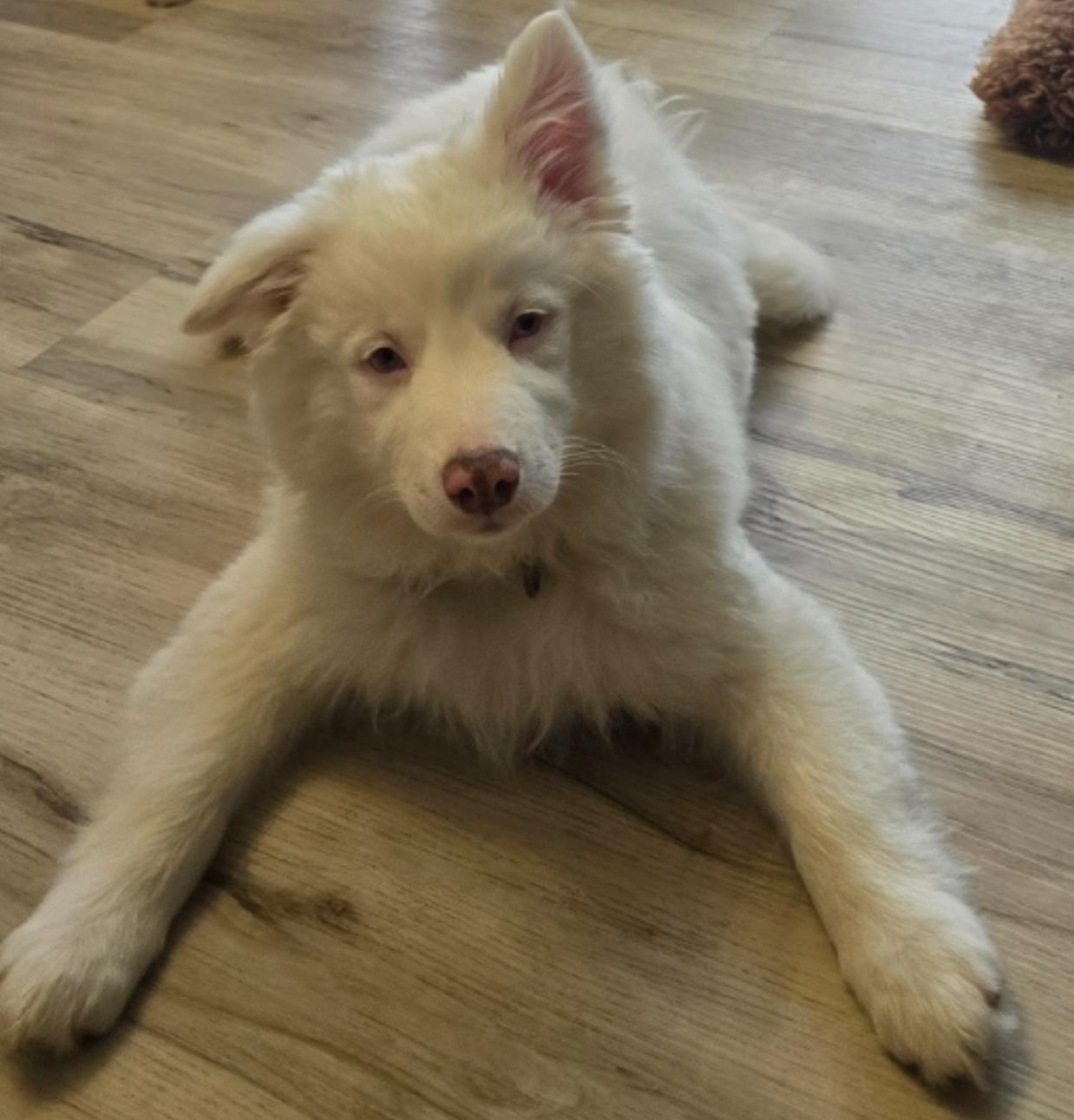Enlarge Ripley, a Adoptable mixed breed in Troy, MI image 5/6