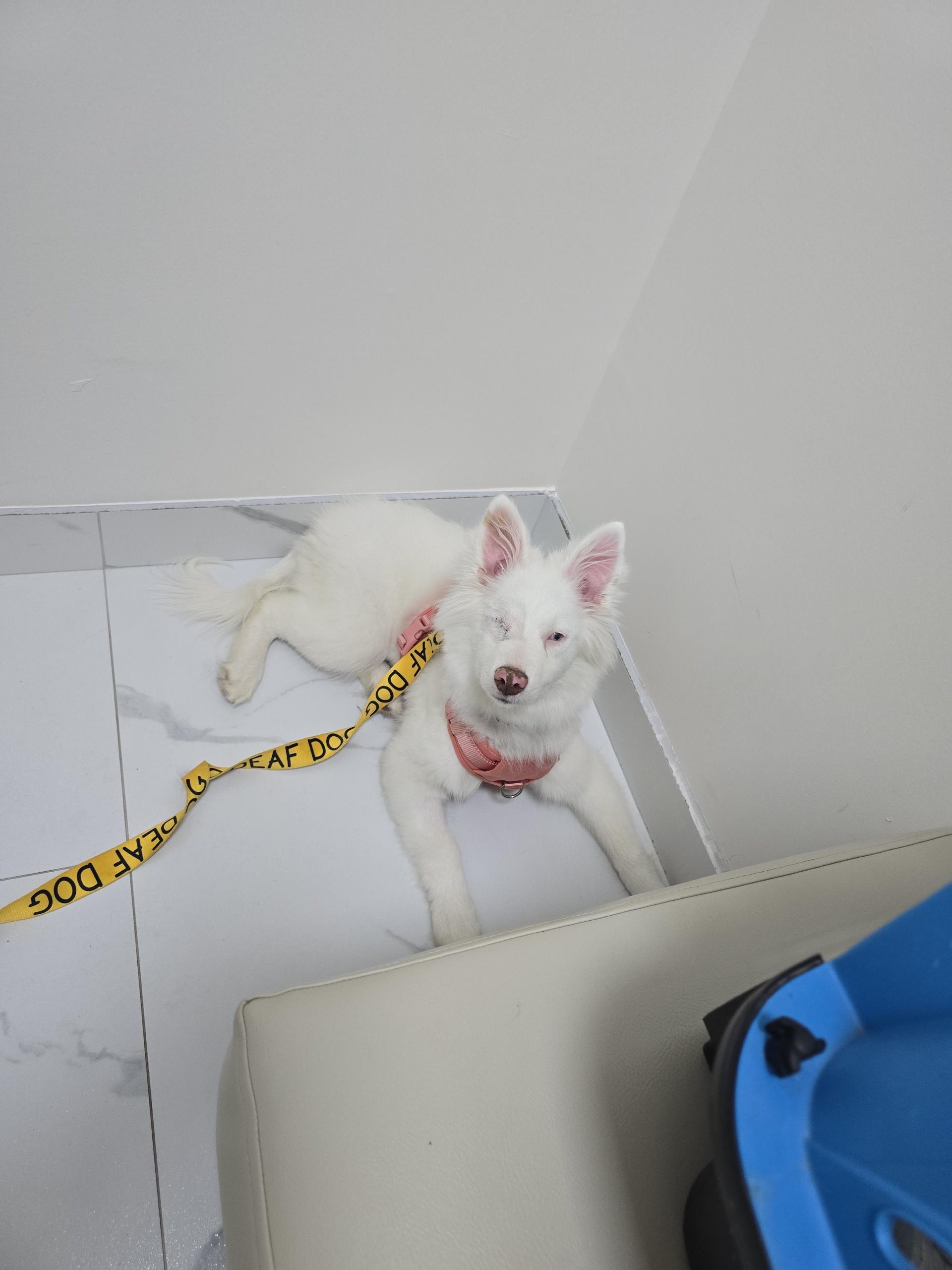 Enlarge Ripley, a Adoptable mixed breed in Troy, MI image 6/6