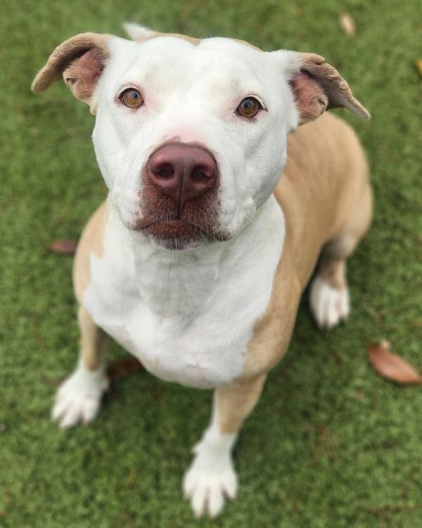 Mama Blythe, Adoptable, Adult Female Mixed Breed & American Staffordshire Terrier.