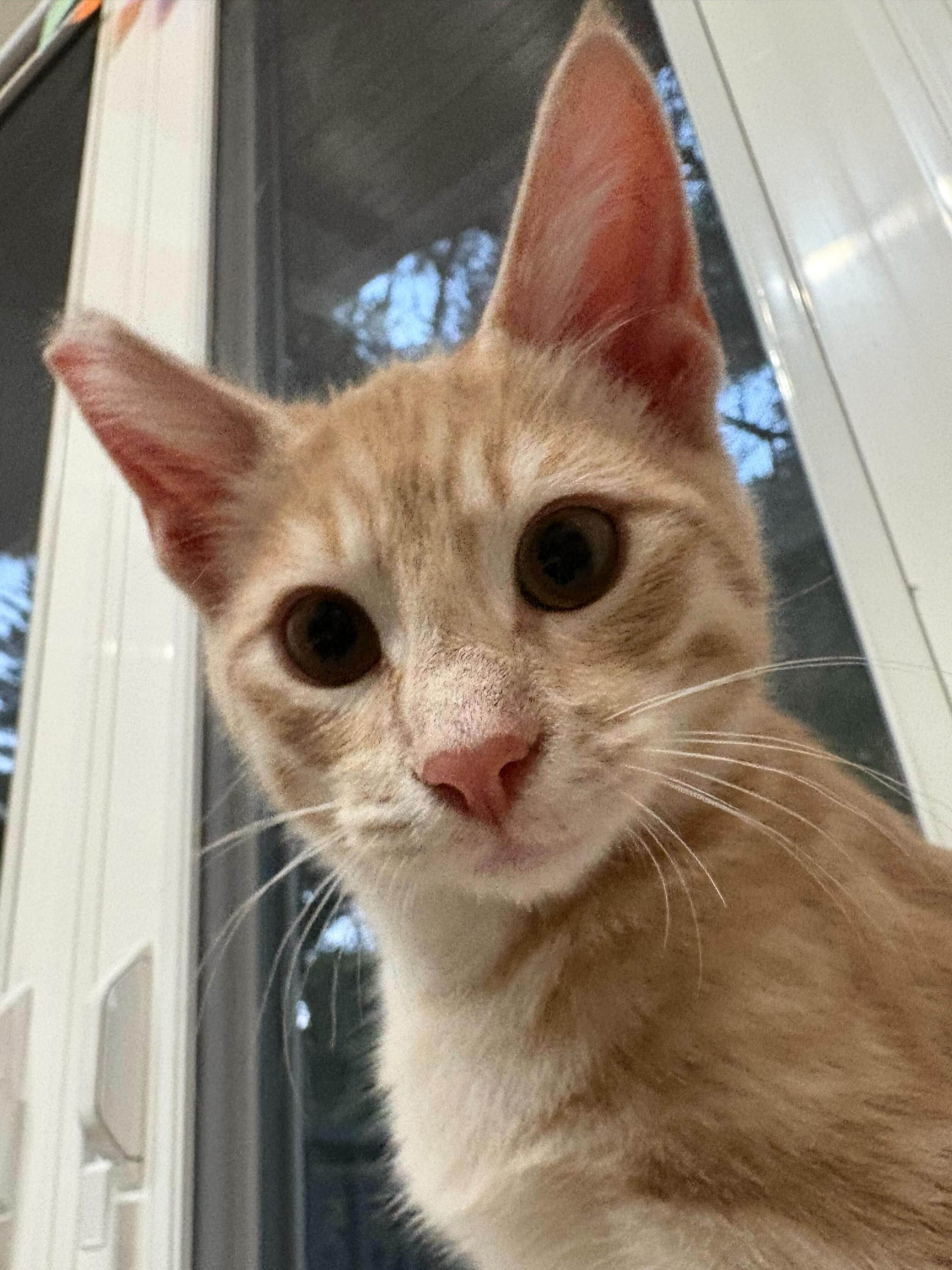 Hopscotch, Adoptable, Kitten Male Domestic Short Hair.