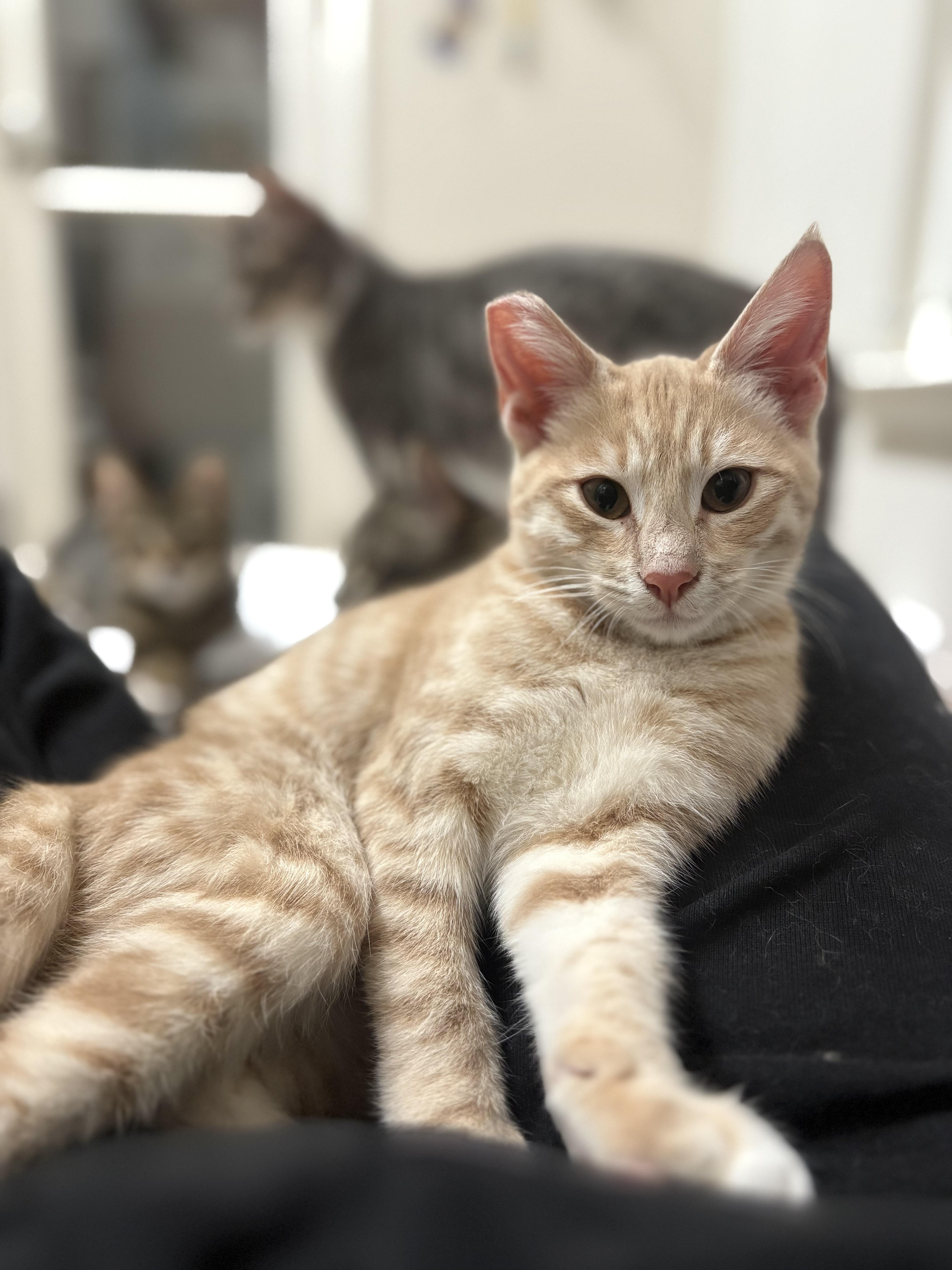 Hopscotch, Adoptable, Kitten Male Domestic Short Hair.