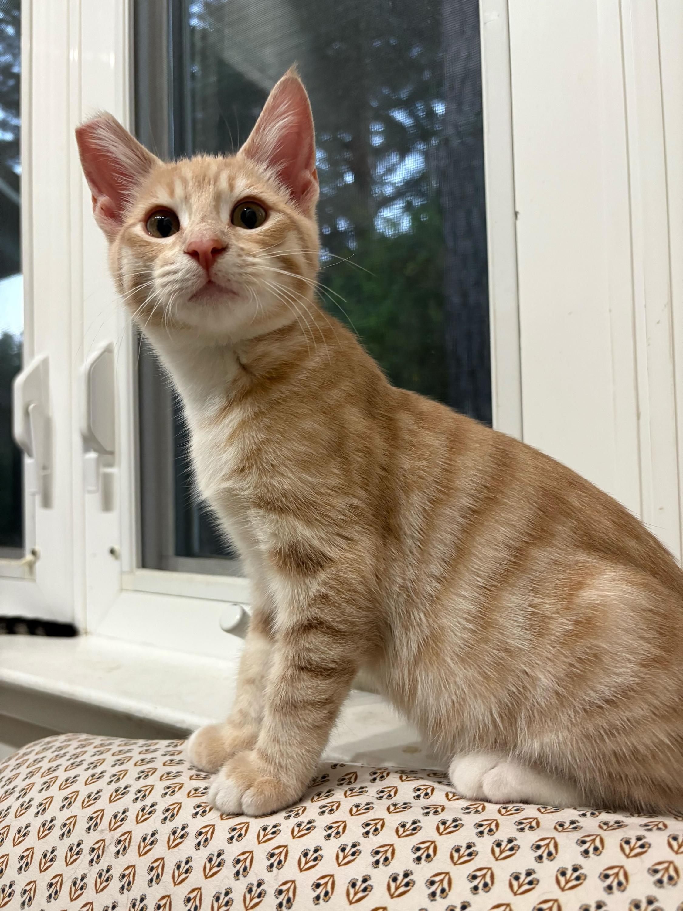 Hopscotch, a Adoptable Domestic Short Hair in Oakland, CA image 3/4