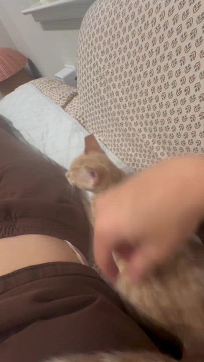 Enlarge Hopscotch, a Adoptable Domestic Short Hair in Oakland, CA video 4/4