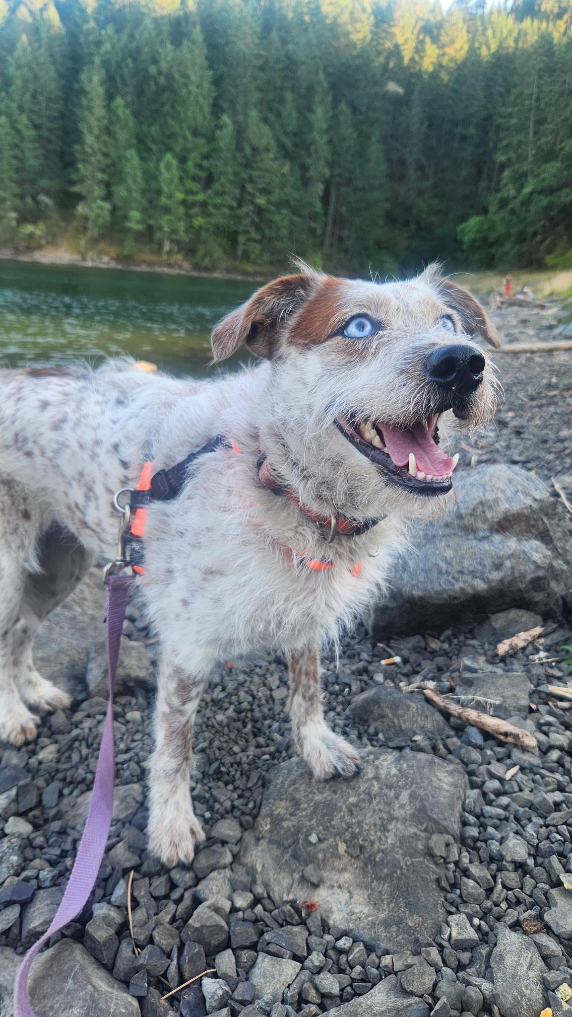 Candace, Adoptable, Adult Female German Wirehaired Pointer & Cattle Dog.