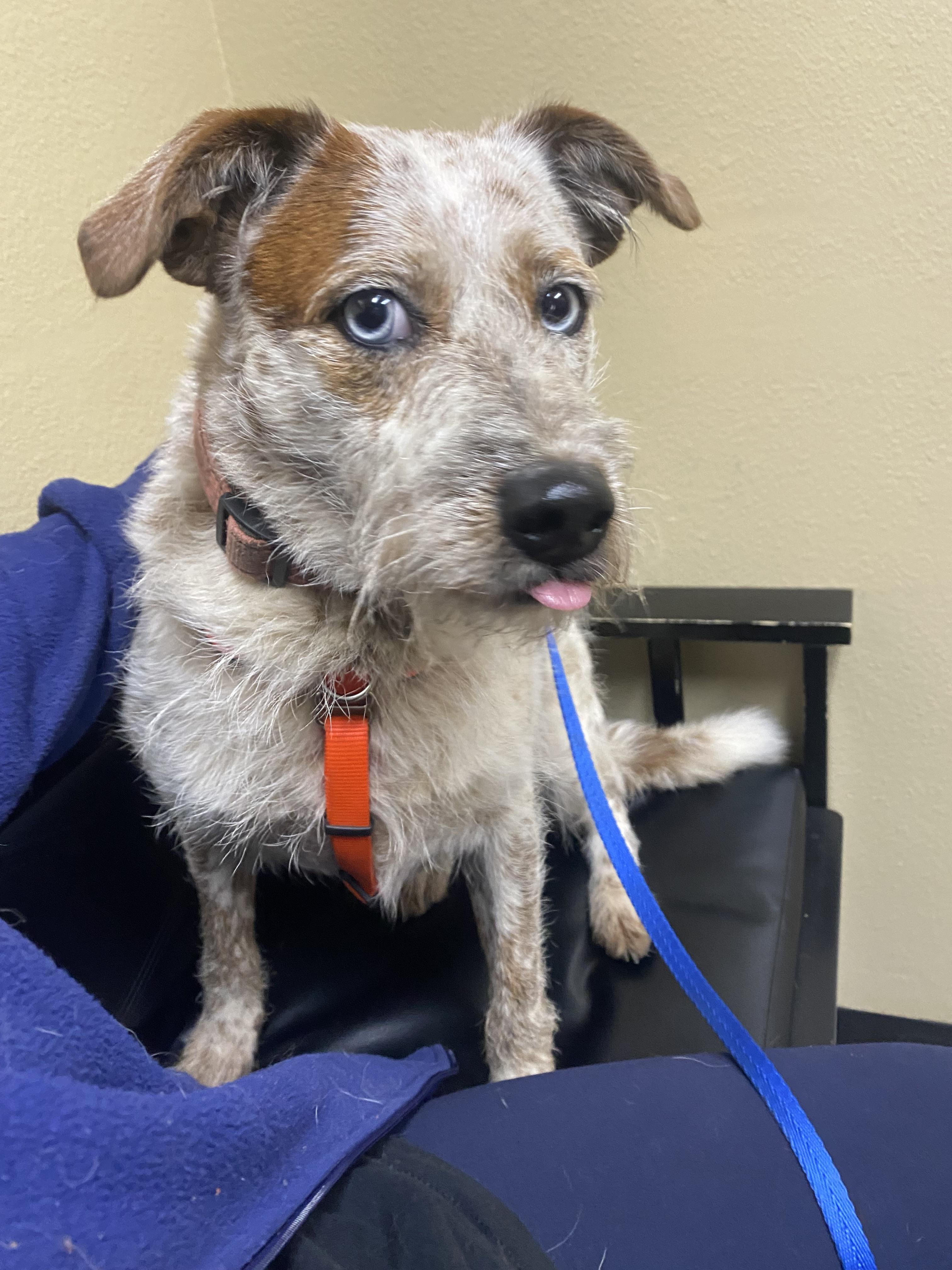 Candace, a Adoptable mixed breed in Salem, OR image 2/6