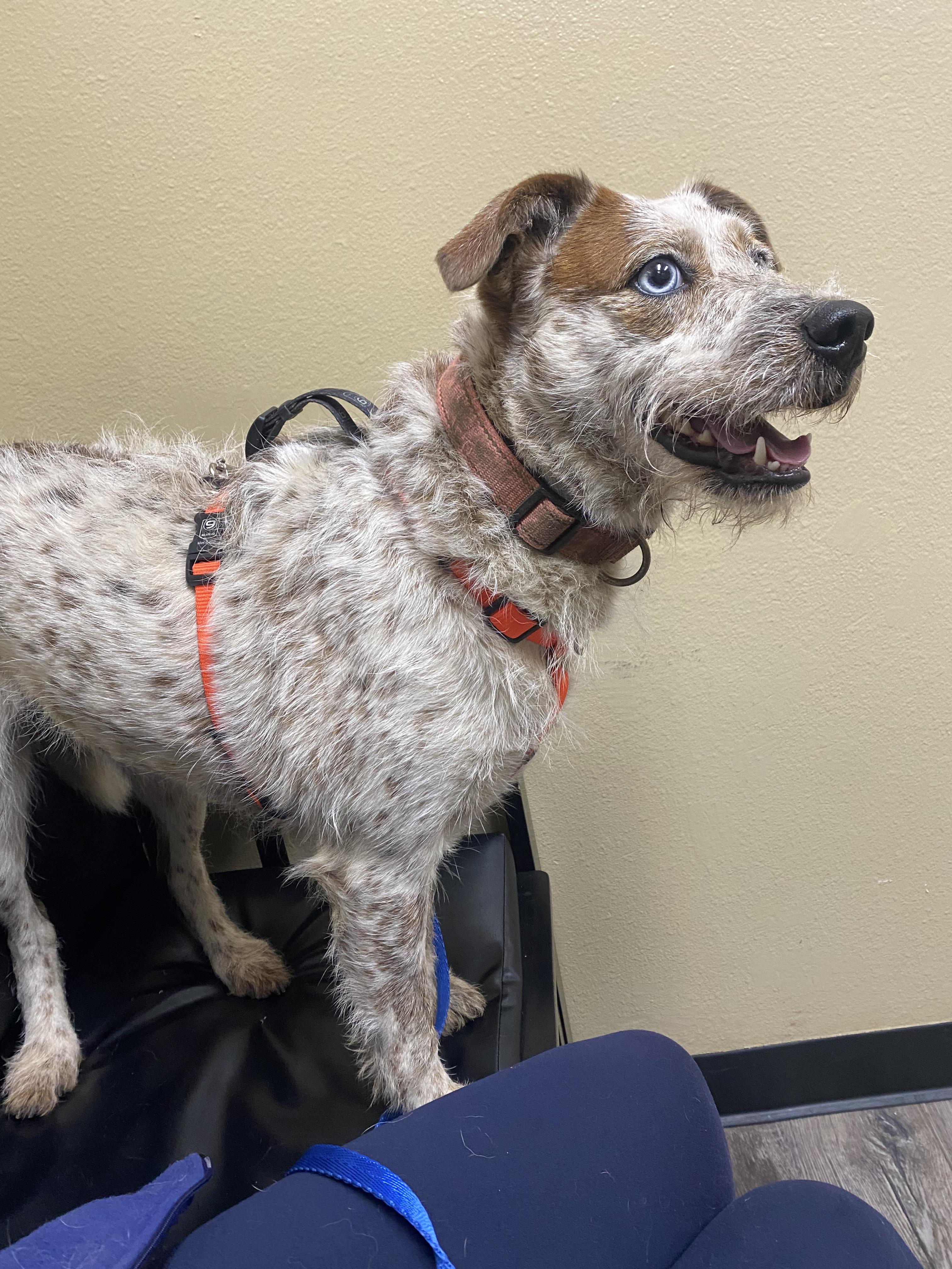 Candace, a Adoptable mixed breed in Salem, OR image 4/6