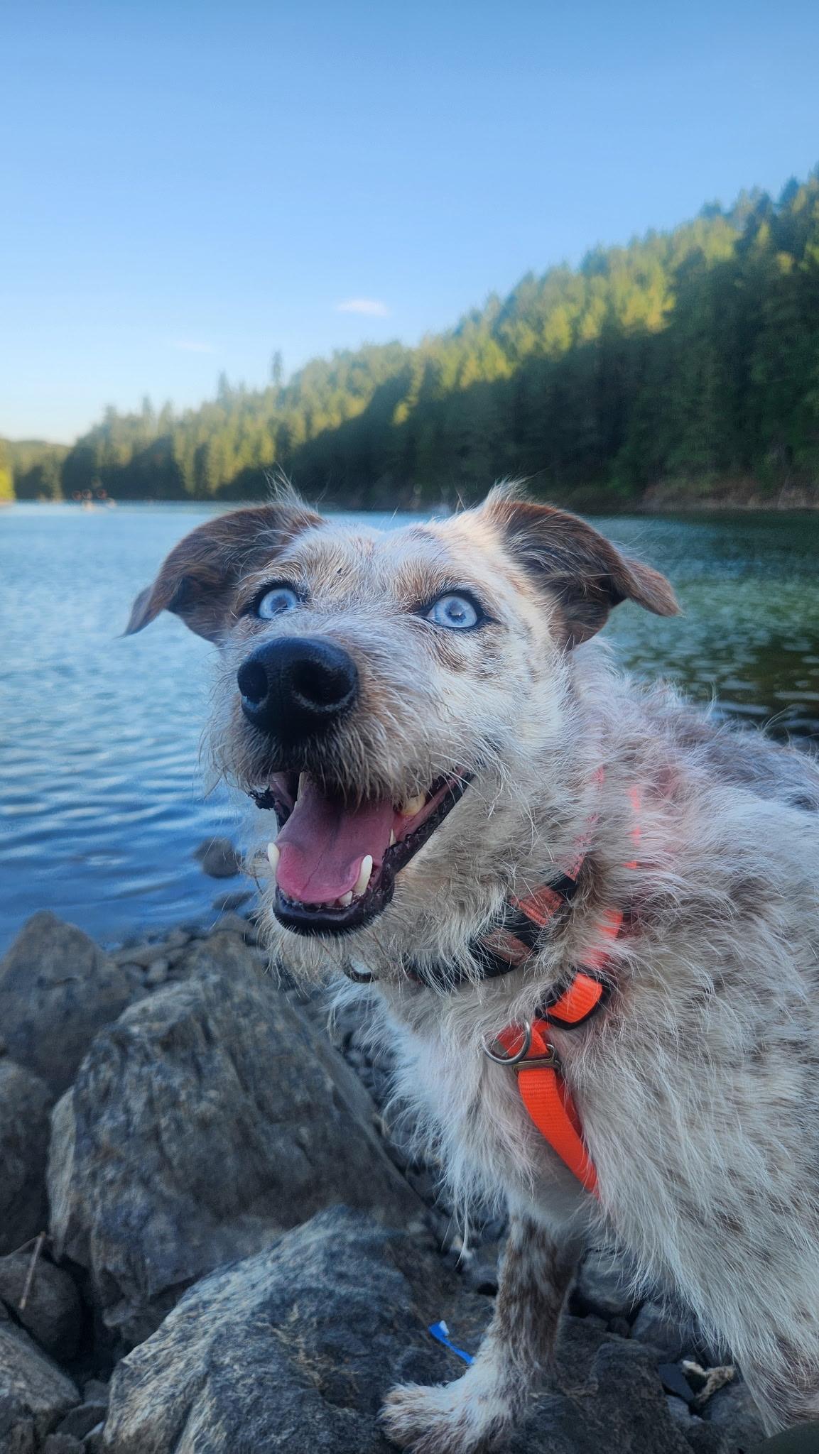 Candace, a Adoptable mixed breed in Salem, OR image 6/6