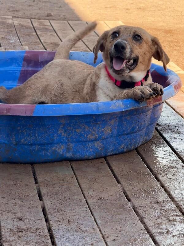 Enlarge Bubbles, a Adoptable Mixed Breed in Hobbs, NM image 1/4