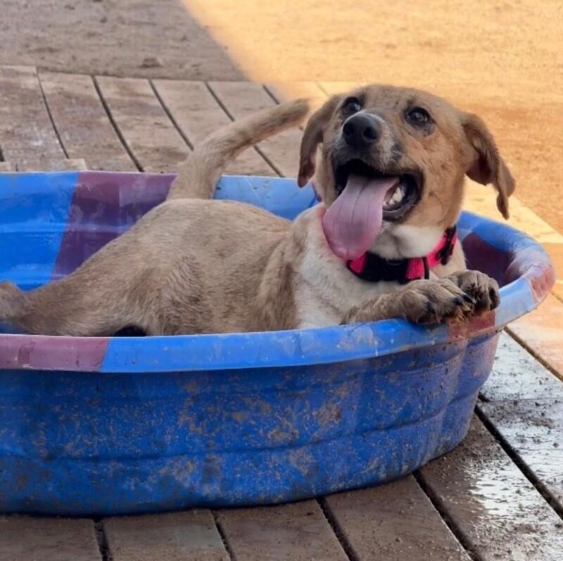 Enlarge Bubbles, a Adoptable Mixed Breed in Hobbs, NM image 2/4