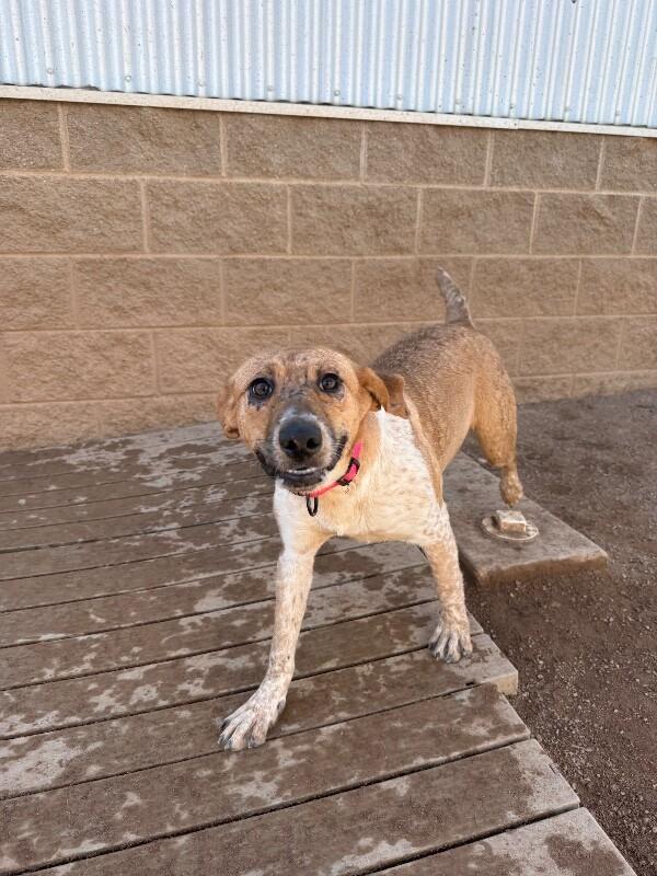 Enlarge Bubbles, a Adoptable Mixed Breed in Hobbs, NM image 3/4