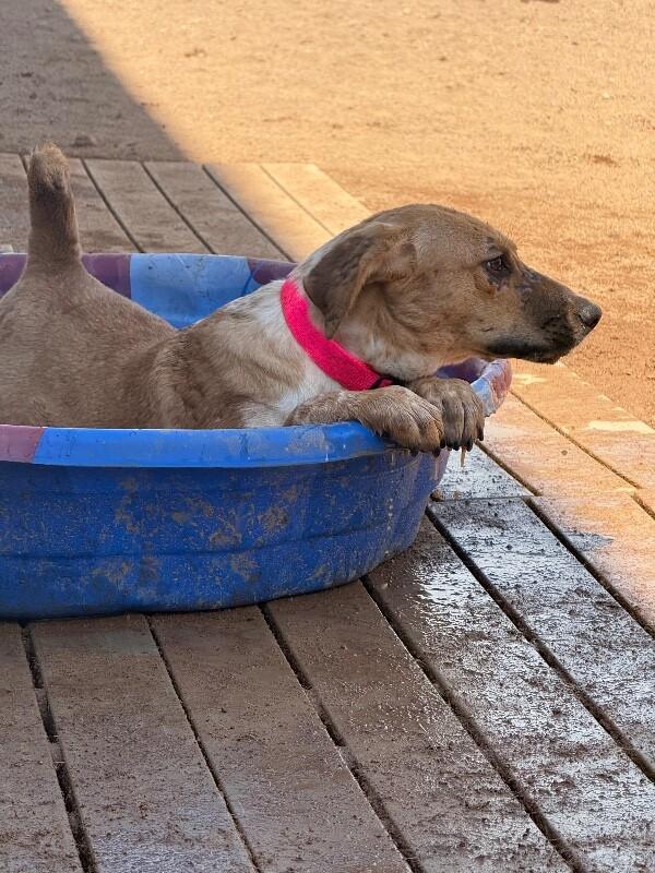 Enlarge Bubbles, a Adoptable Mixed Breed in Hobbs, NM image 4/4