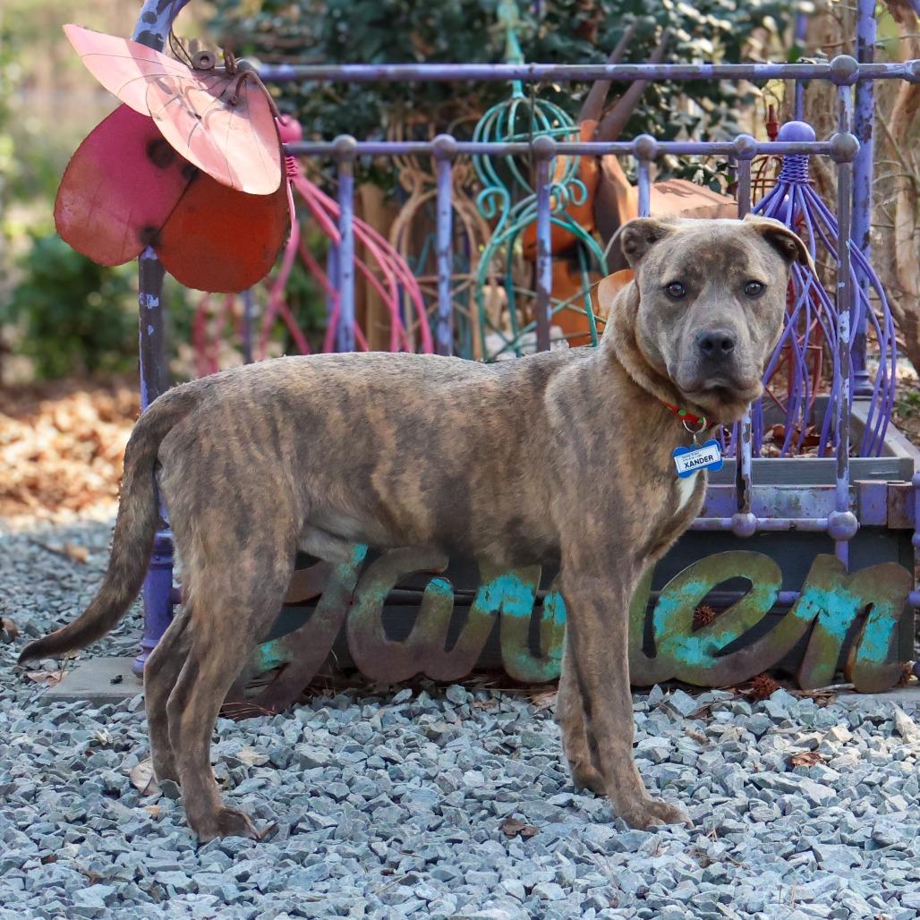 Enlarge Xander, a Adoptable Labrador Retriever in Wake Forest, NC image 1/6