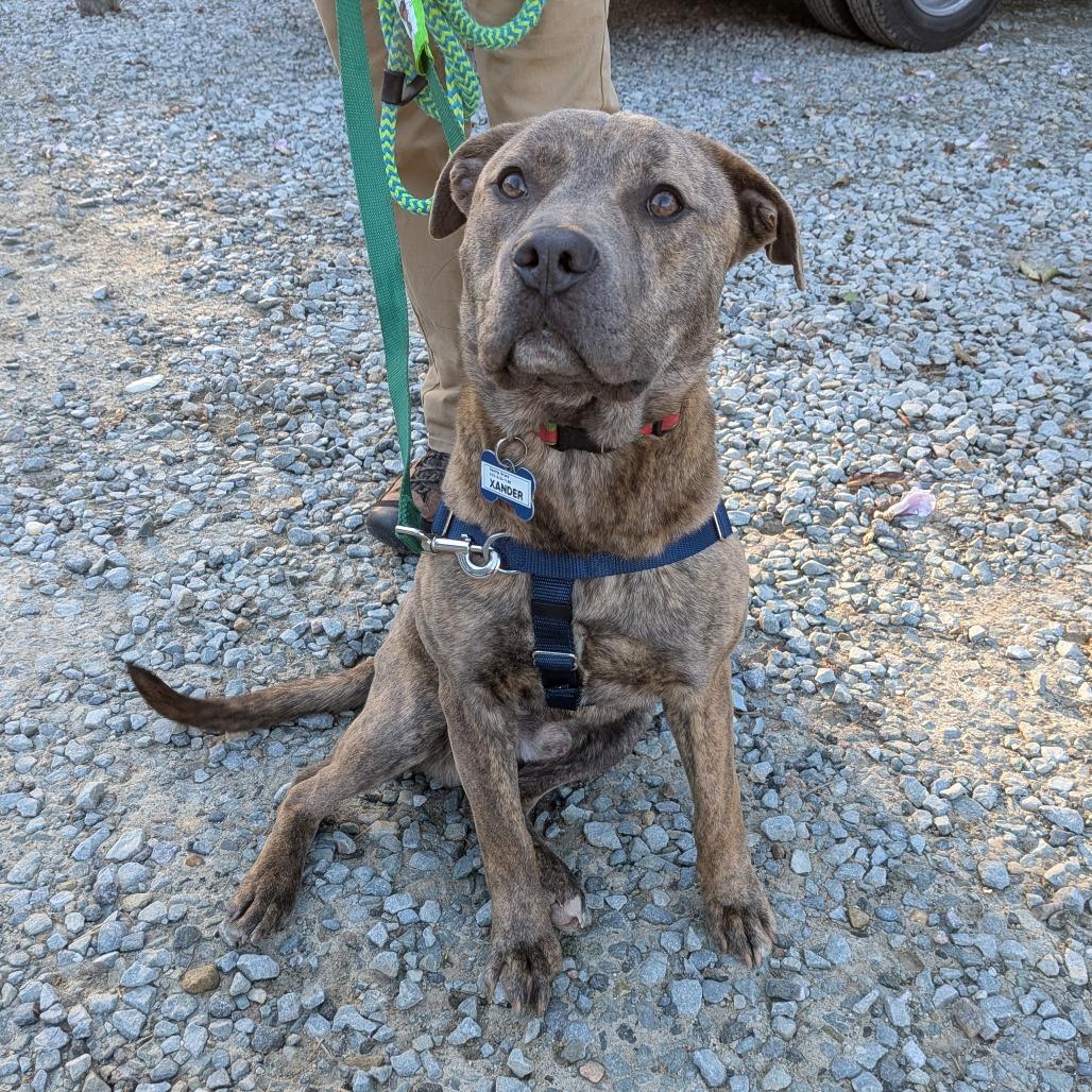 Enlarge Xander, a Adoptable Labrador Retriever in Wake Forest, NC image 2/6