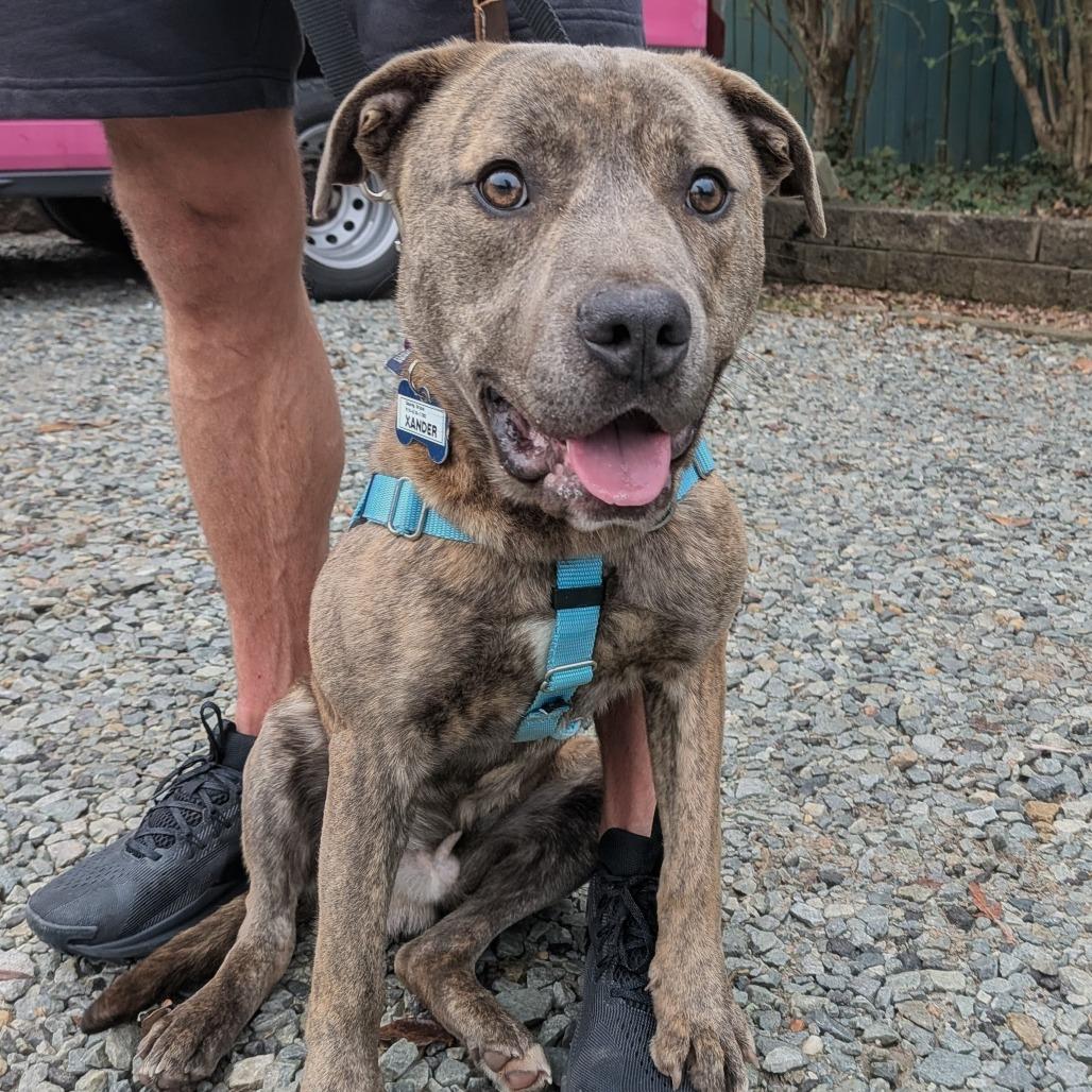 Enlarge Xander, a Adoptable Labrador Retriever in Wake Forest, NC image 3/6