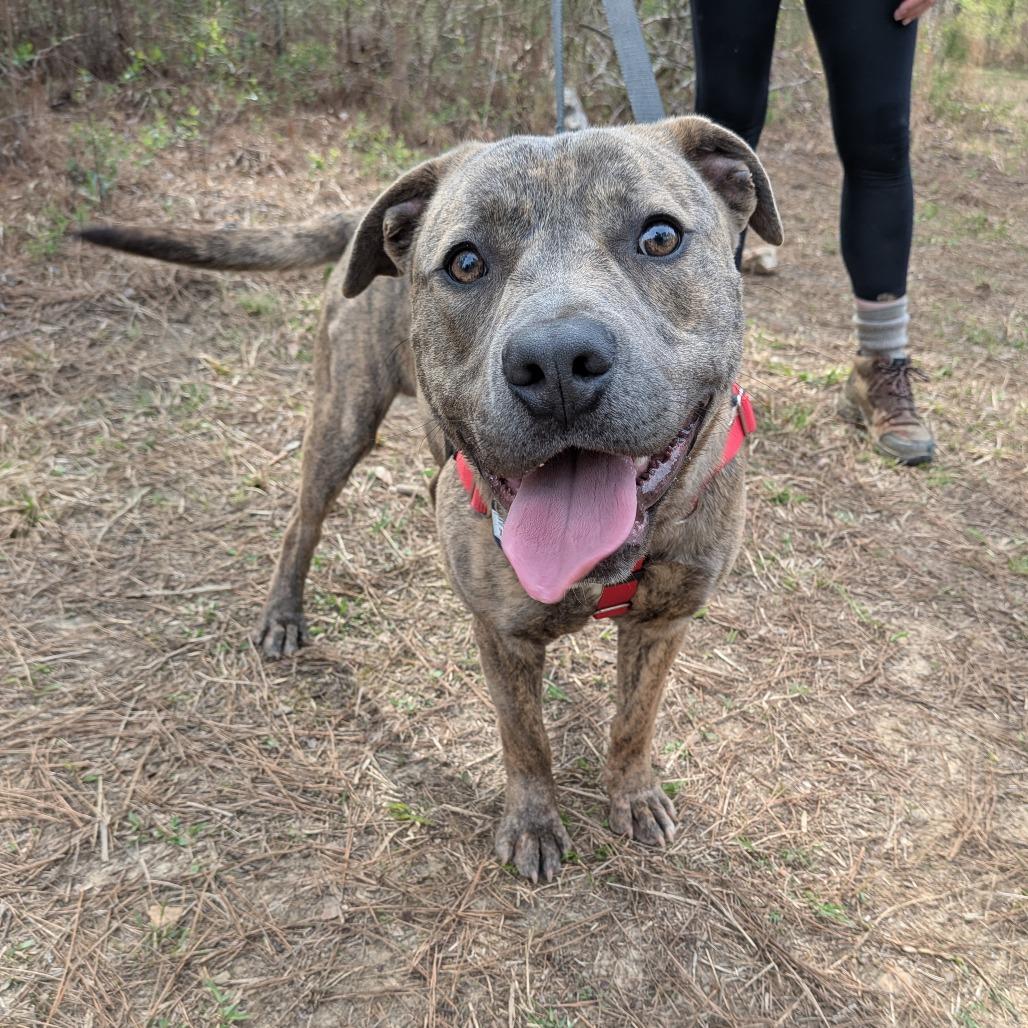 Enlarge Xander, a Adoptable Labrador Retriever in Wake Forest, NC image 4/6