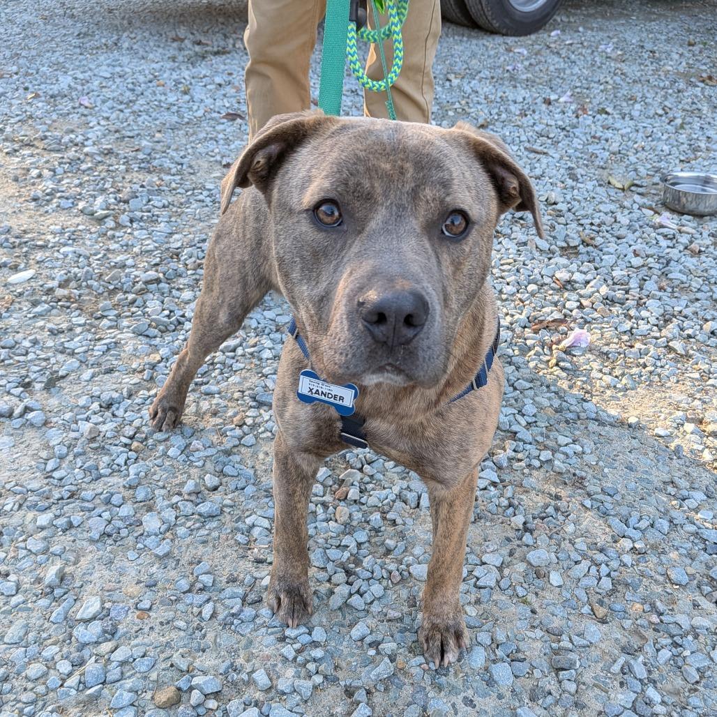 Enlarge Xander, a Adoptable Labrador Retriever in Wake Forest, NC image 5/6