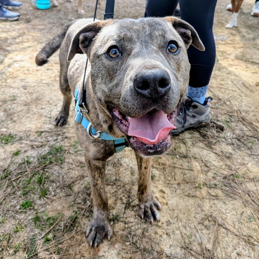 Enlarge Xander, a Adoptable Labrador Retriever in Wake Forest, NC image 6/6