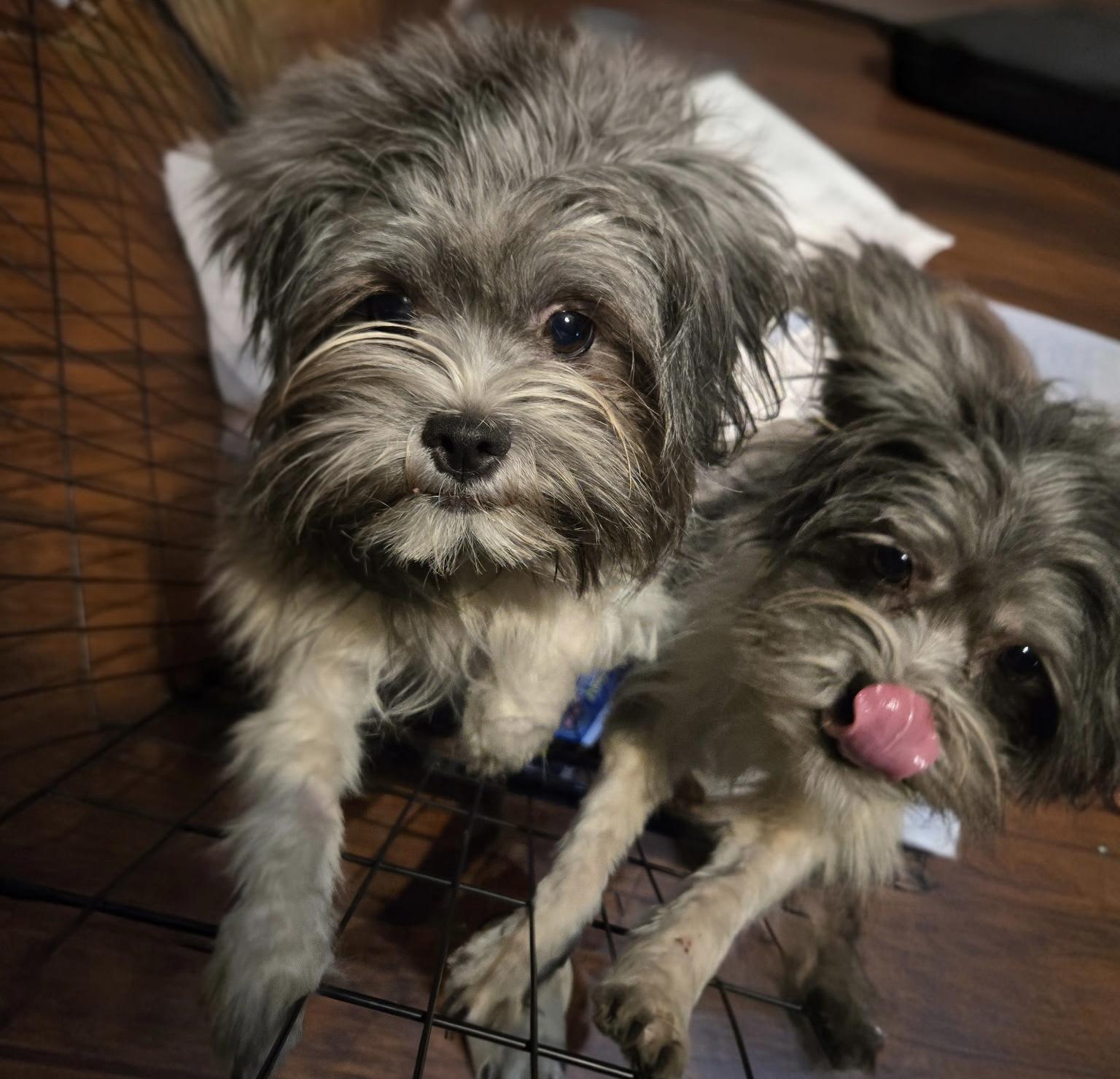 Enlarge Chip and Patch (Bonded Pair), a Adoptable mixed breed in Suffolk, VA image 1/4