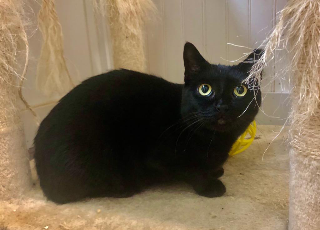 Charcoal, a Adoptable mixed breed in Meriden, CT image 2/5