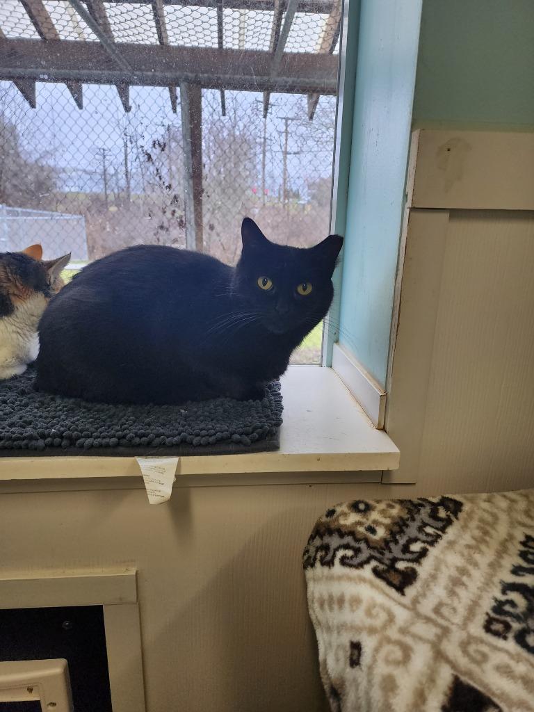 Charcoal, a Adoptable mixed breed in Meriden, CT image 3/5