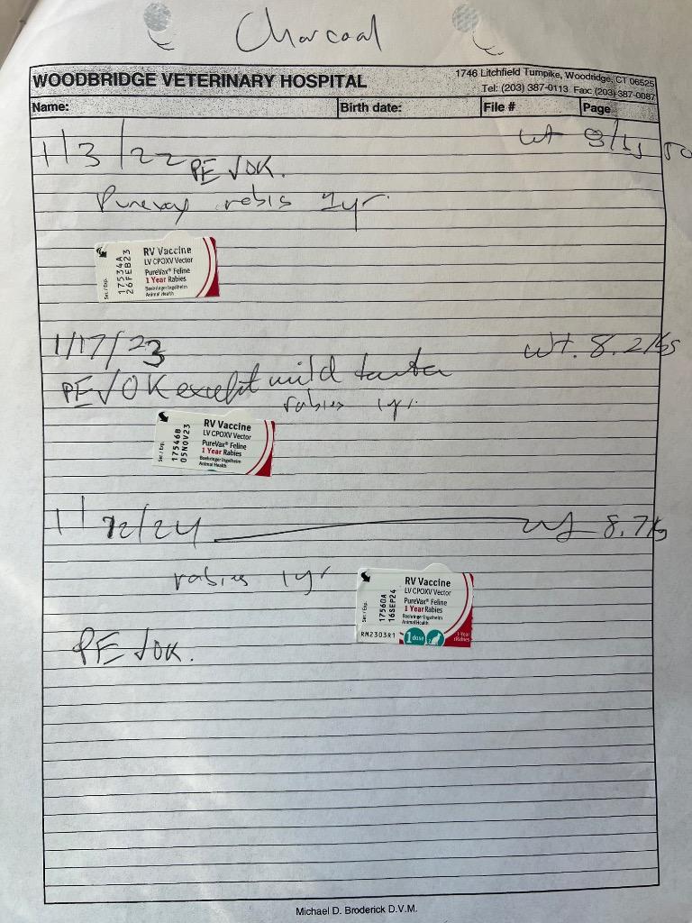 Enlarge Charcoal, a Adoptable mixed breed in Meriden, CT image 5/5