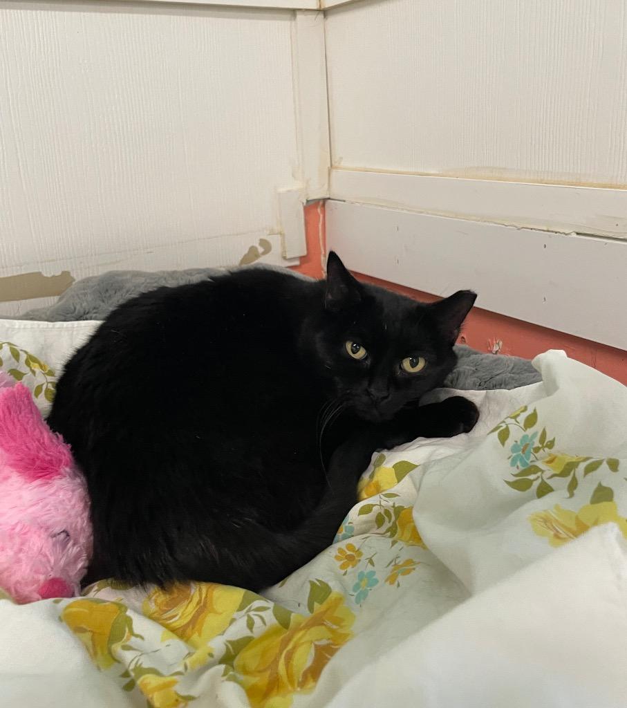 Charcoal, a Adoptable mixed breed in Meriden, CT image 4/5