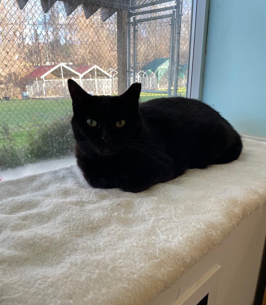 Enlarge Charcoal, a Adoptable mixed breed in Meriden, CT image 5/5